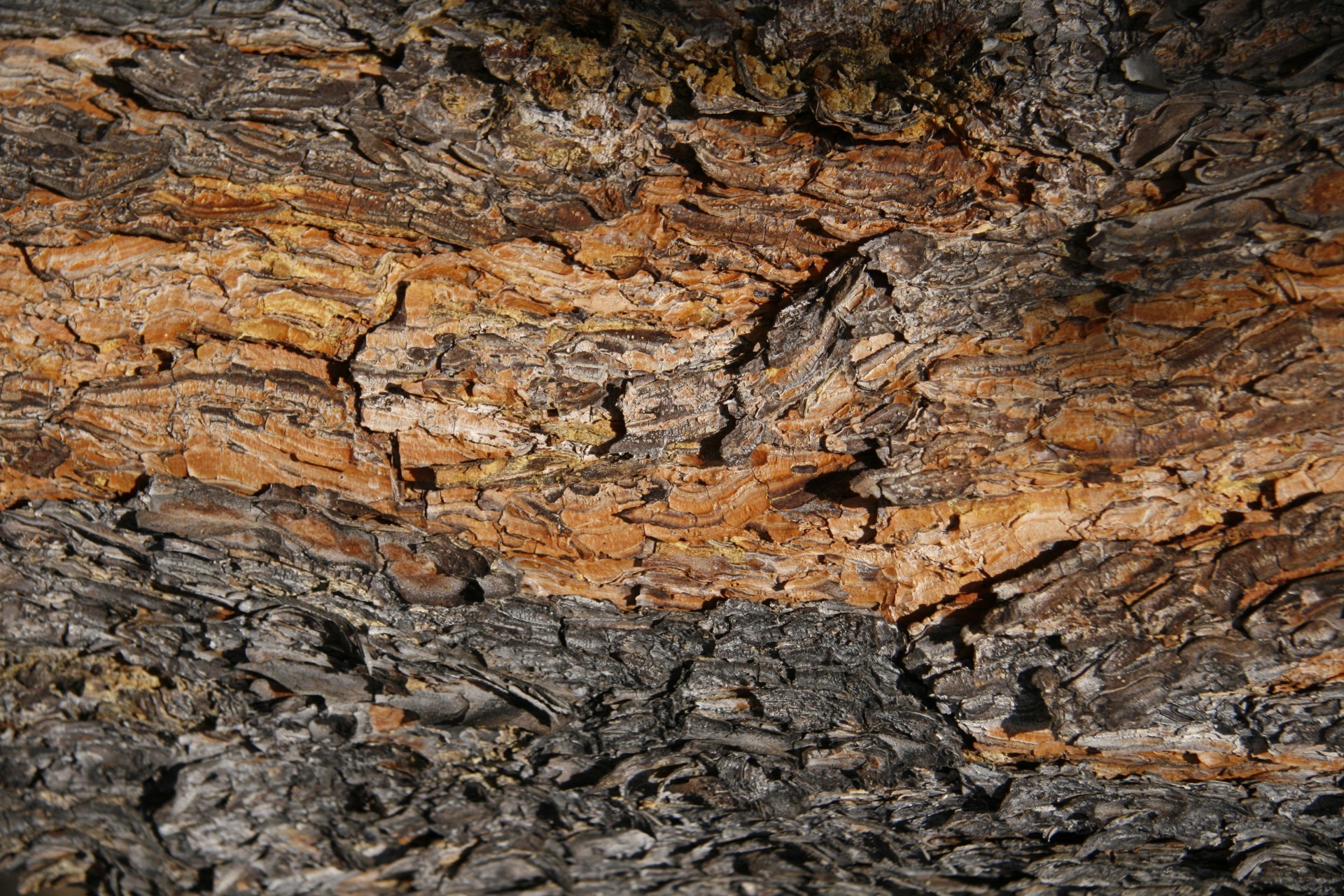 tamarack tree bark free photo