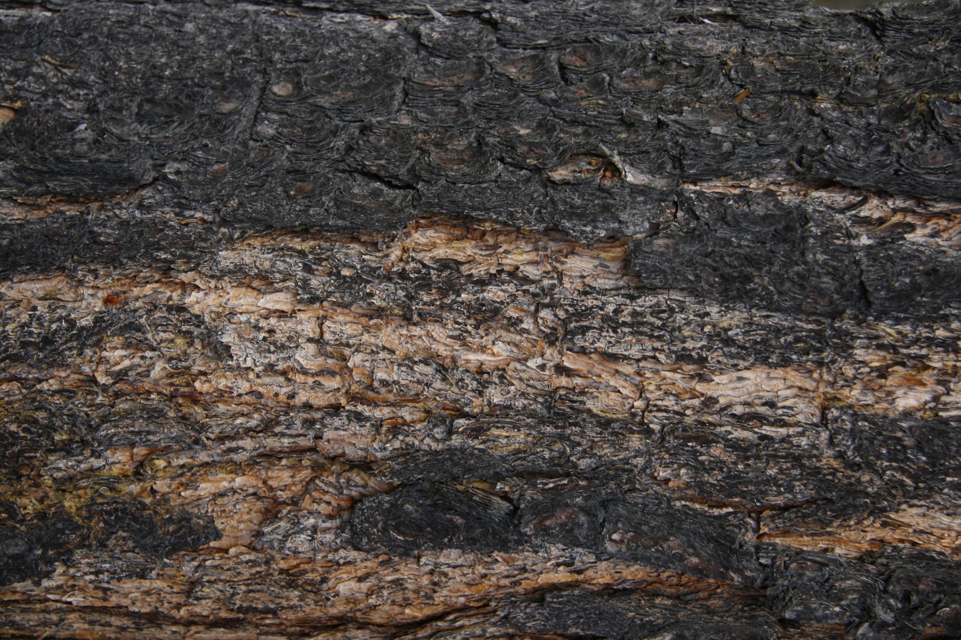 tamarack tree bark free photo