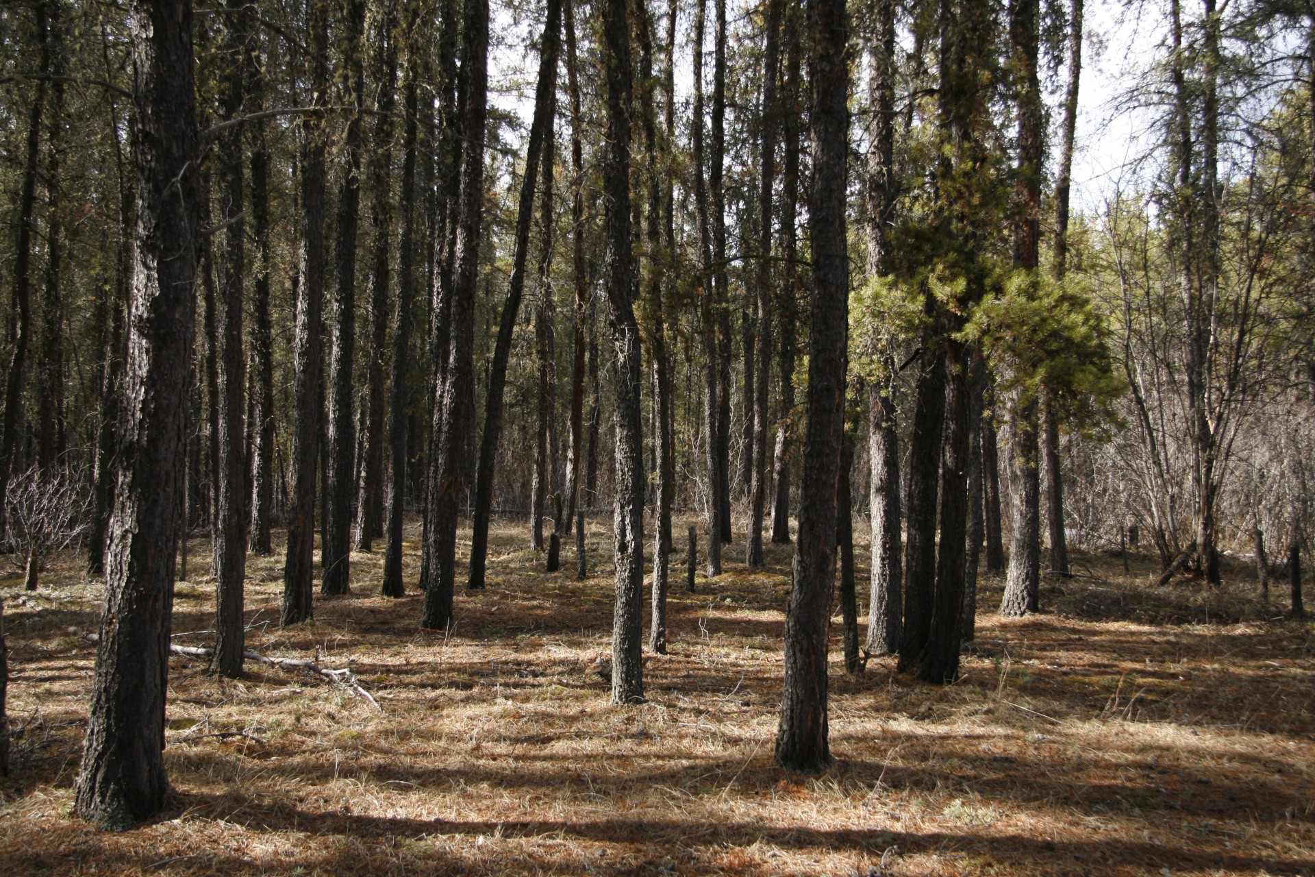 tamarack trees forest free photo