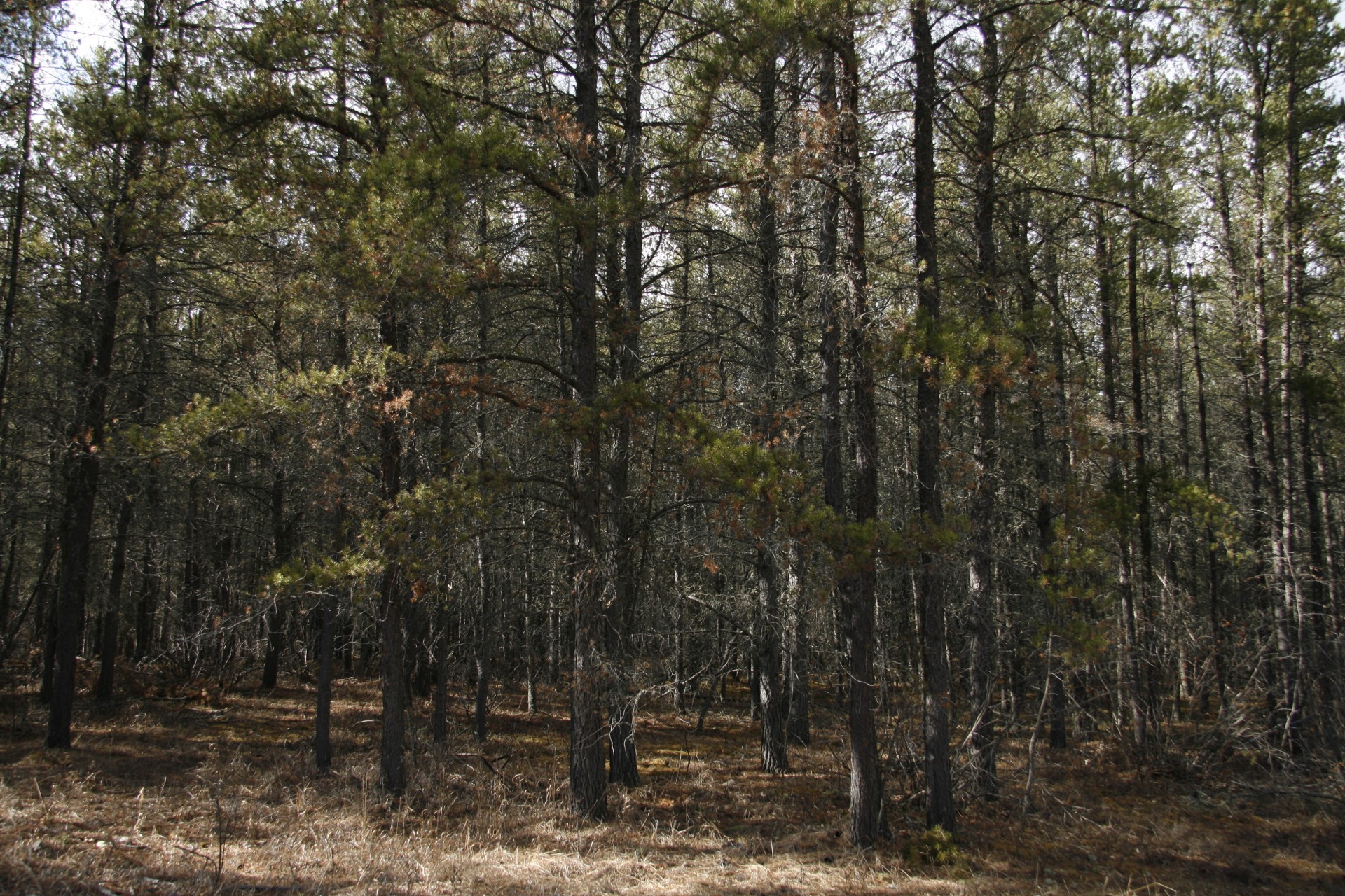 tamarack trees forest free photo