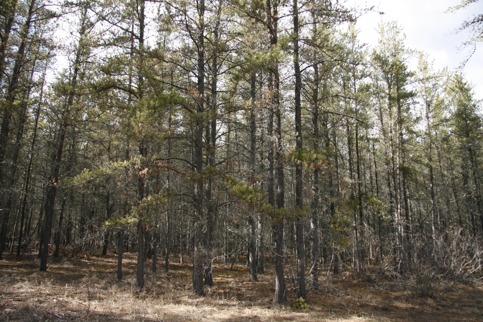 tamarack trees forest free photo