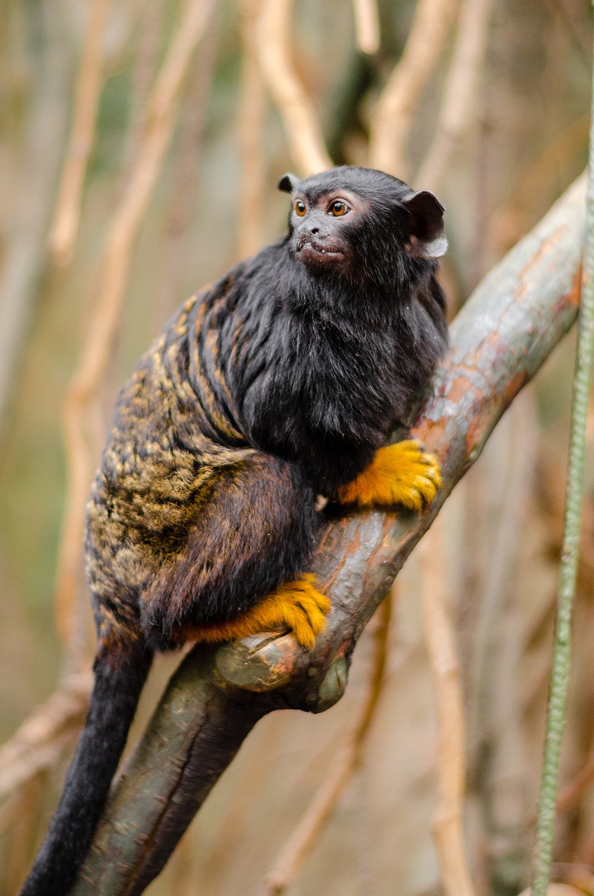tamarin with red hands red-handed tamarin tamarind yellow hands free photo