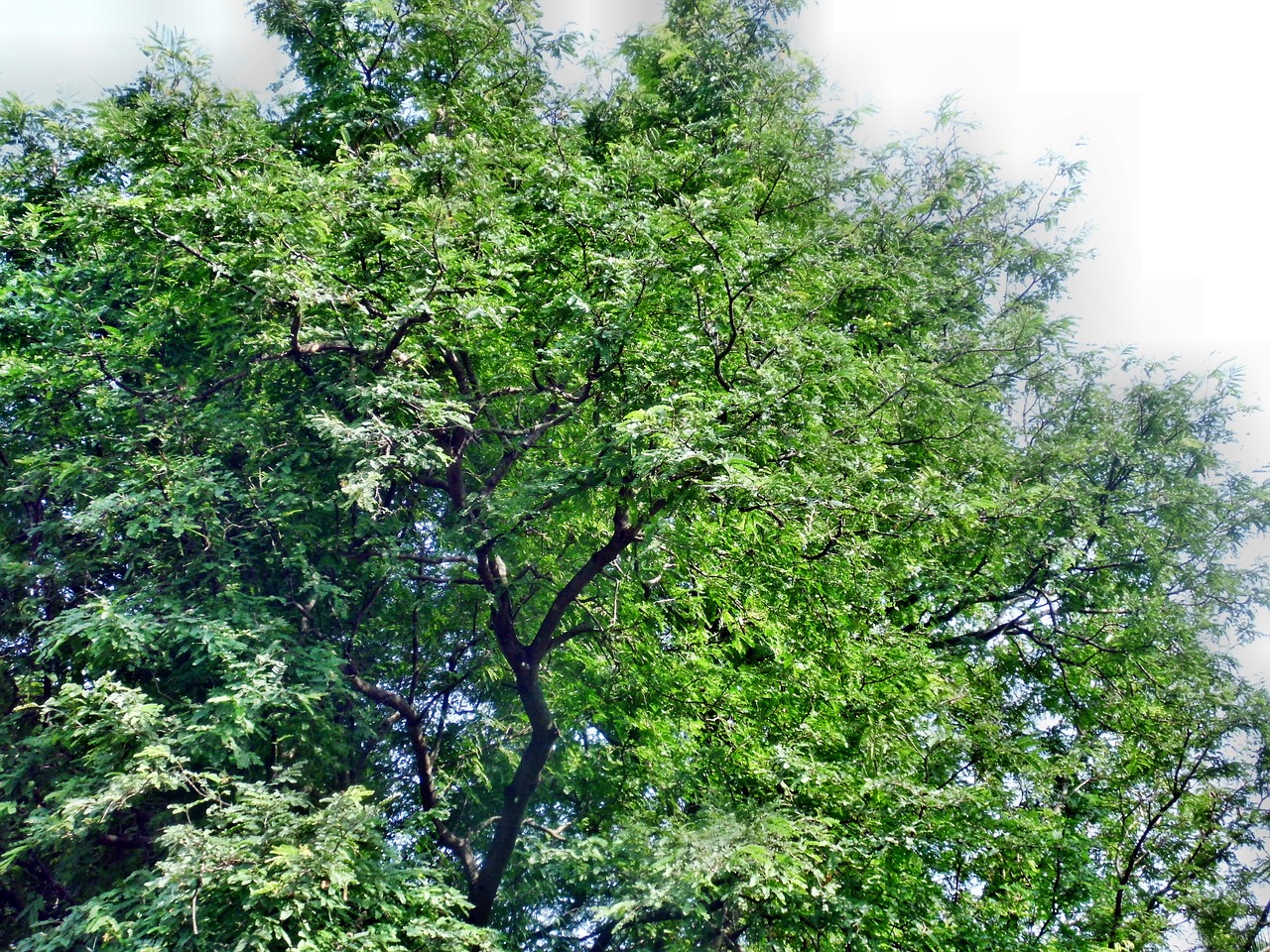 Tamarind Tree Nature Green Fresh Free Image From Needpix Com