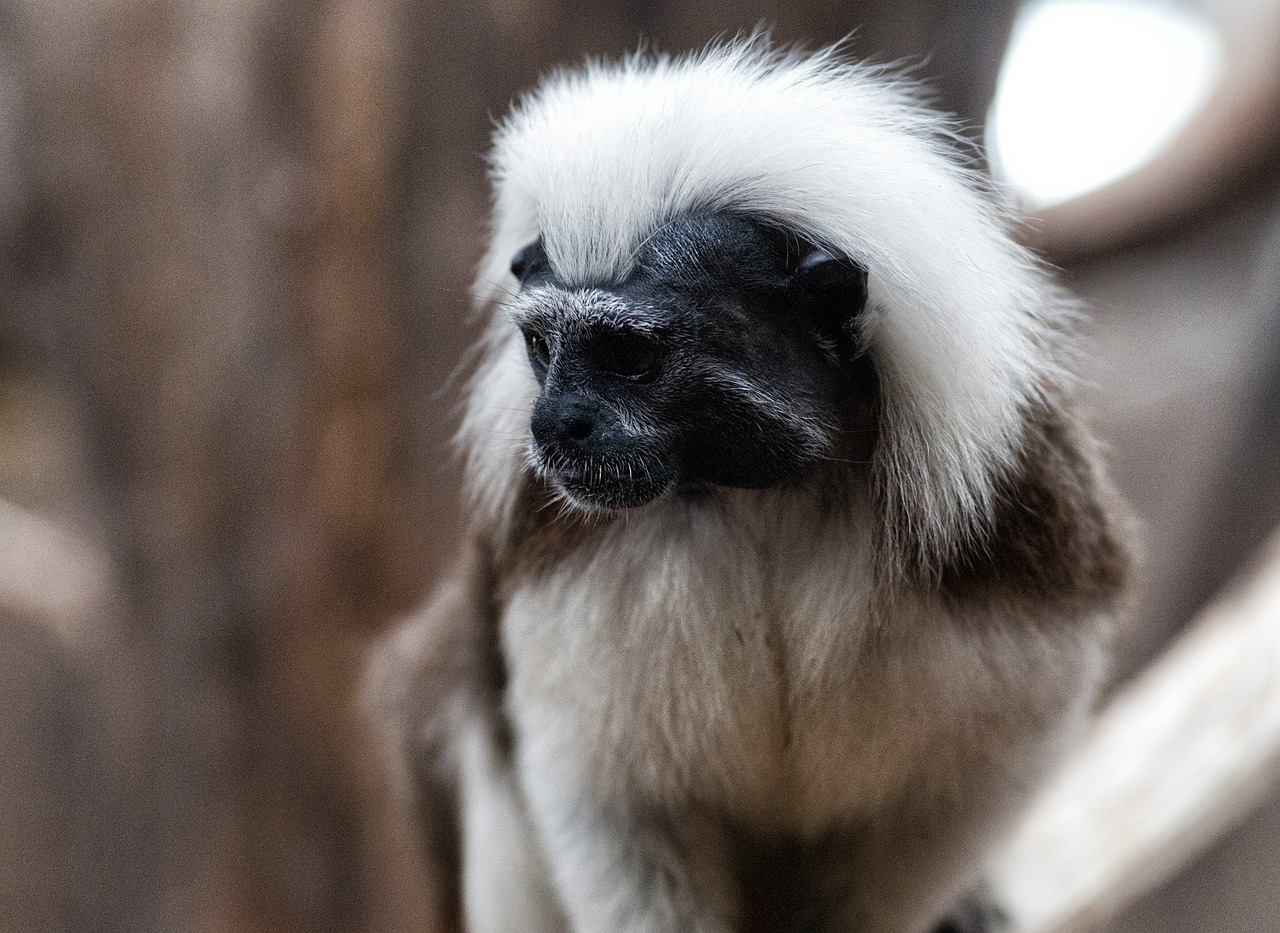 tamarind pinche monkey petit free photo