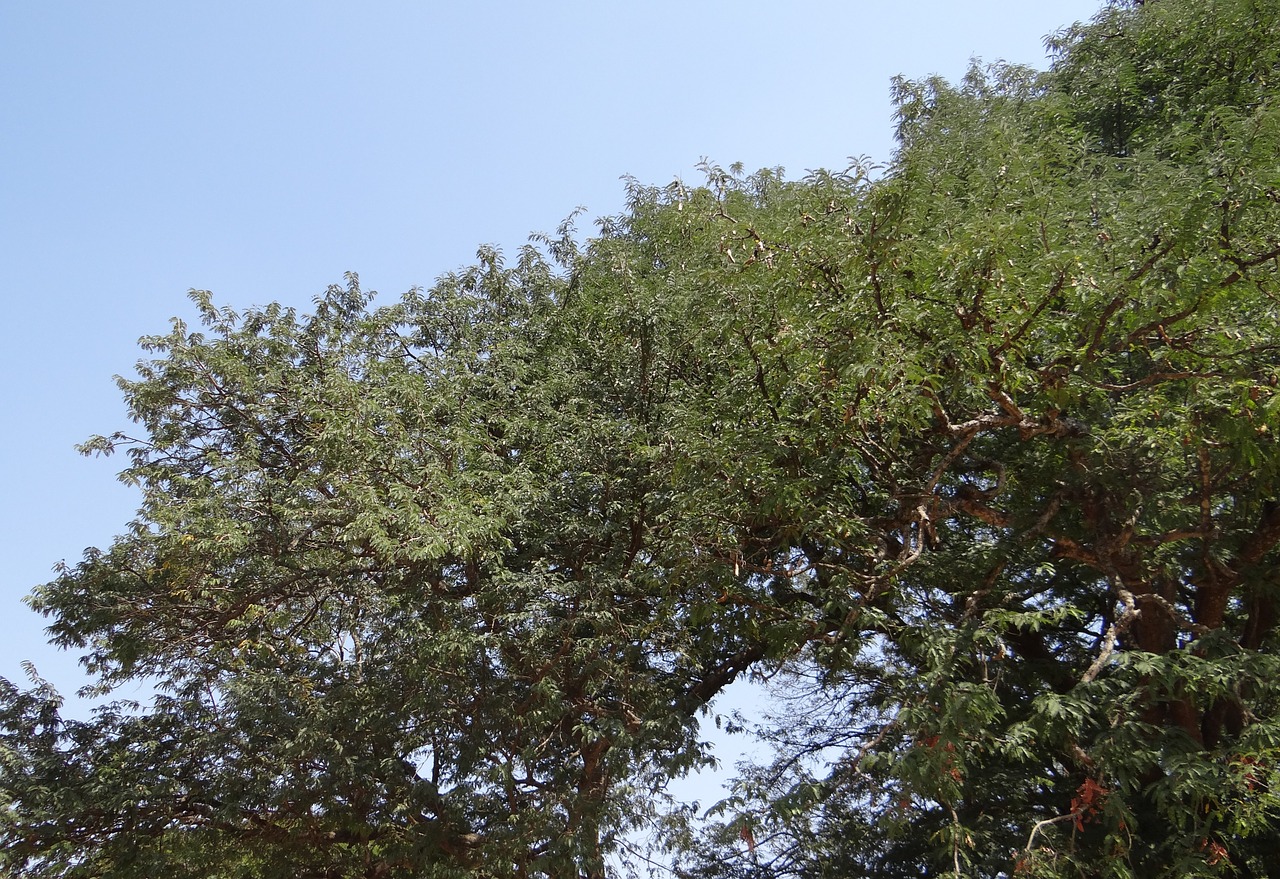 tamarind tree tamarindus indica fruit free photo