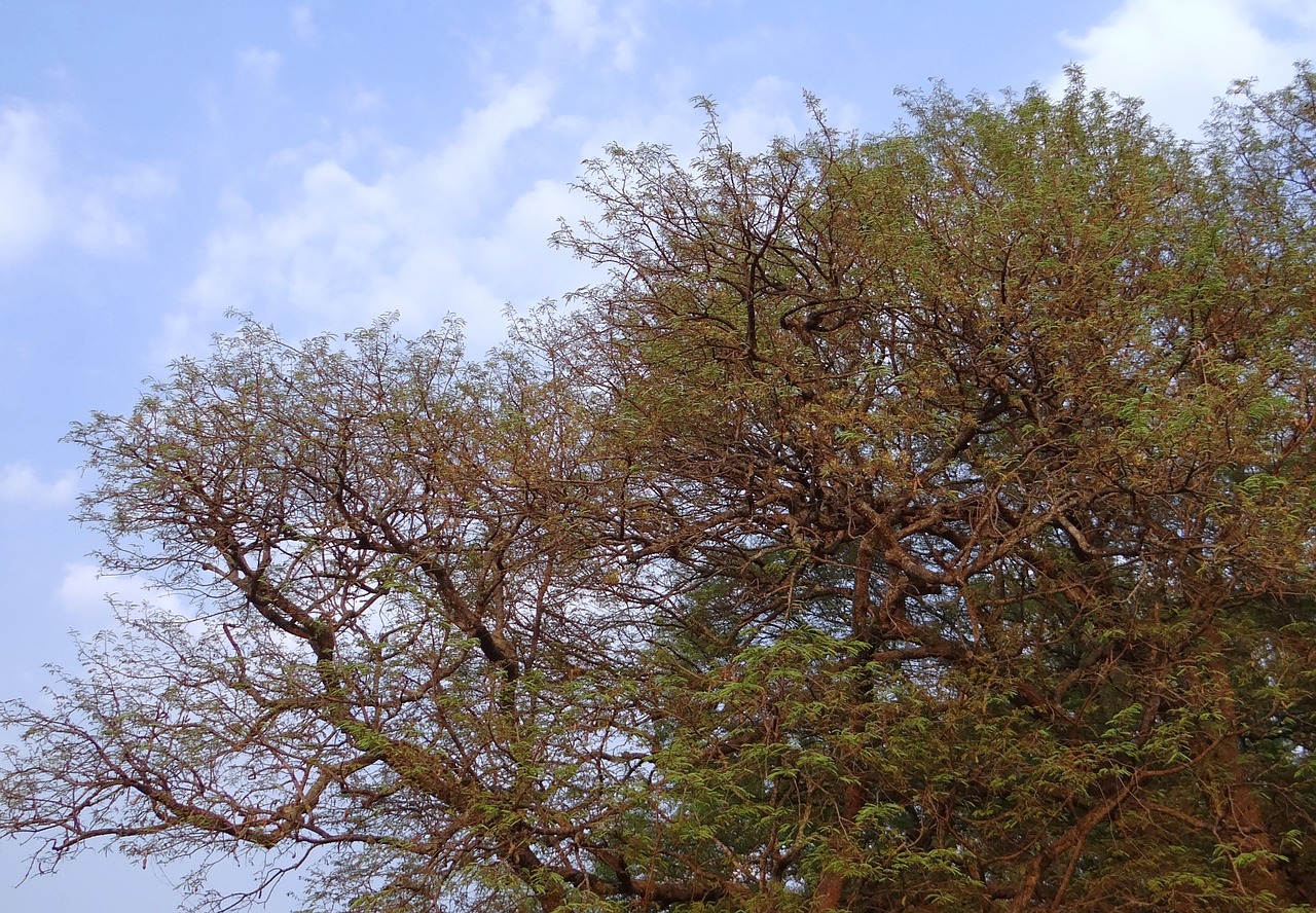 tamarind tree tamarindus indica tree free photo