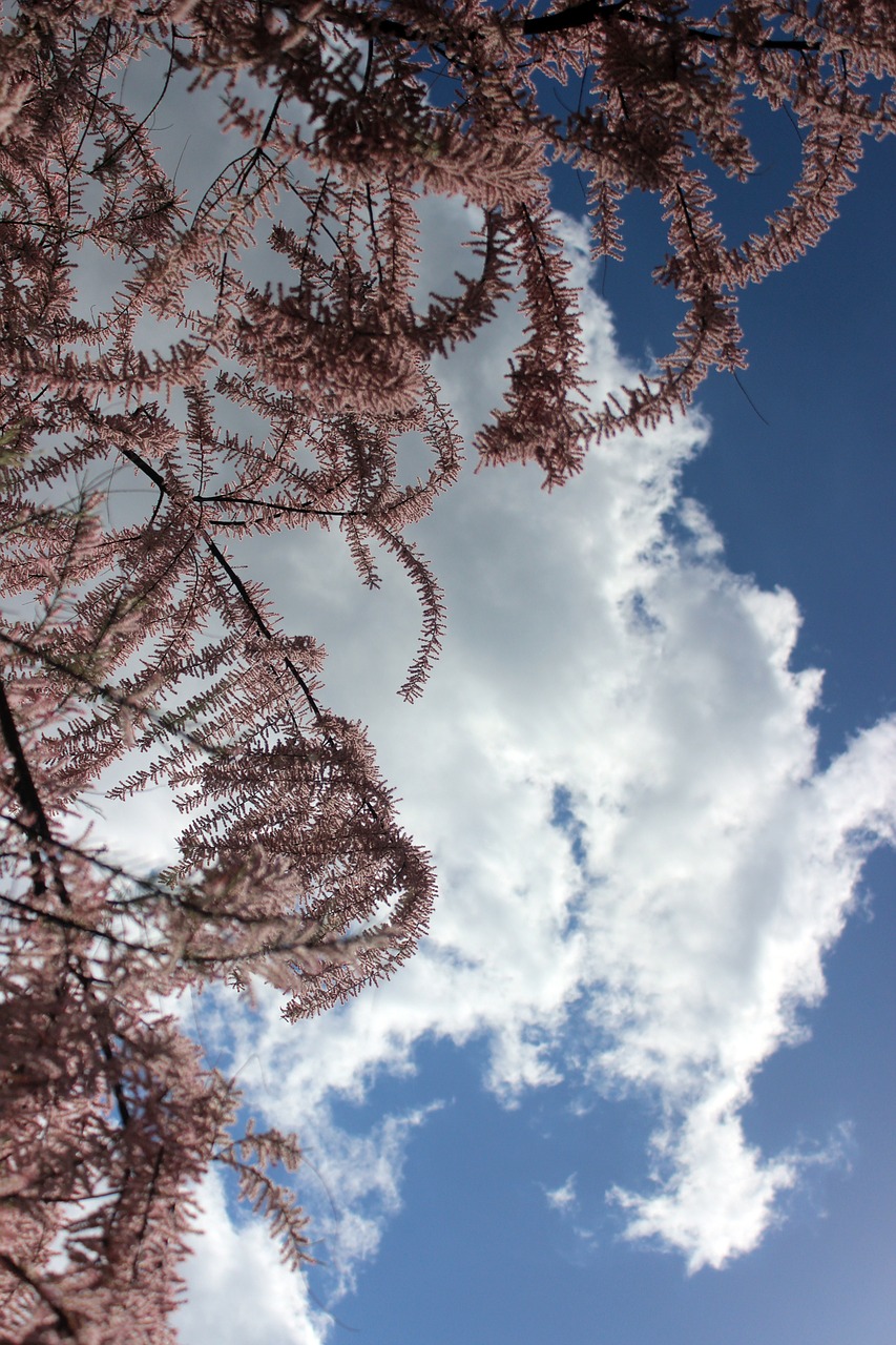 tamarisk bush sky free photo