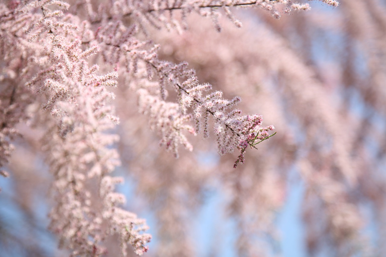 tamarisk  flower bloom  pink free photo