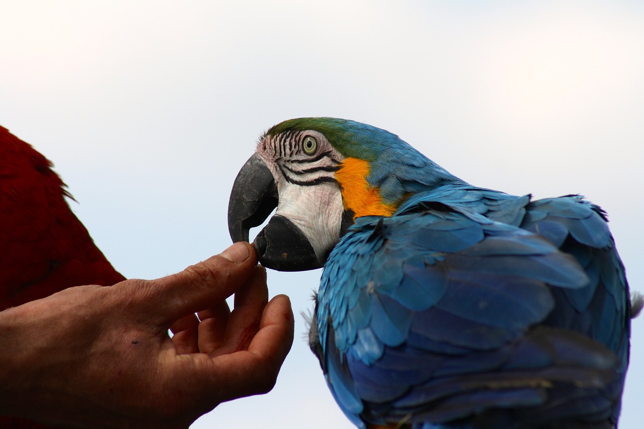 tame blue macaw blue parrot feeding hand fed parrot free photo