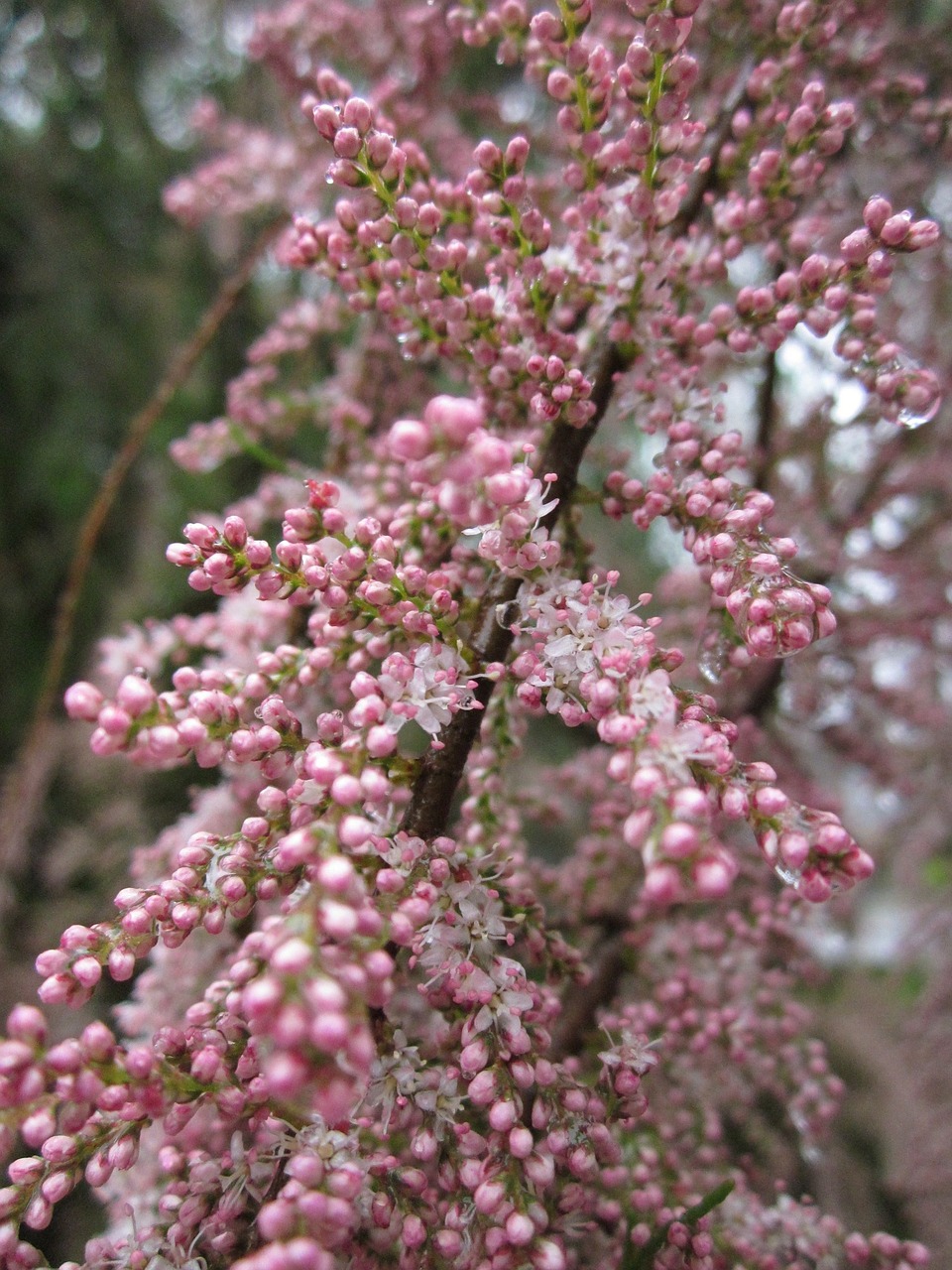 tamrix tamarisk salt ceddar free photo