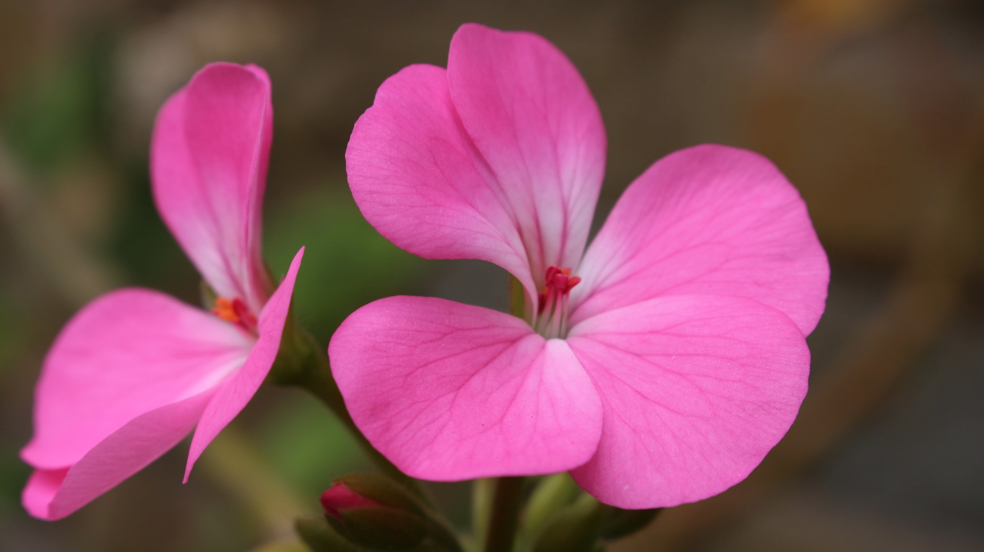 flower pink focus free photo