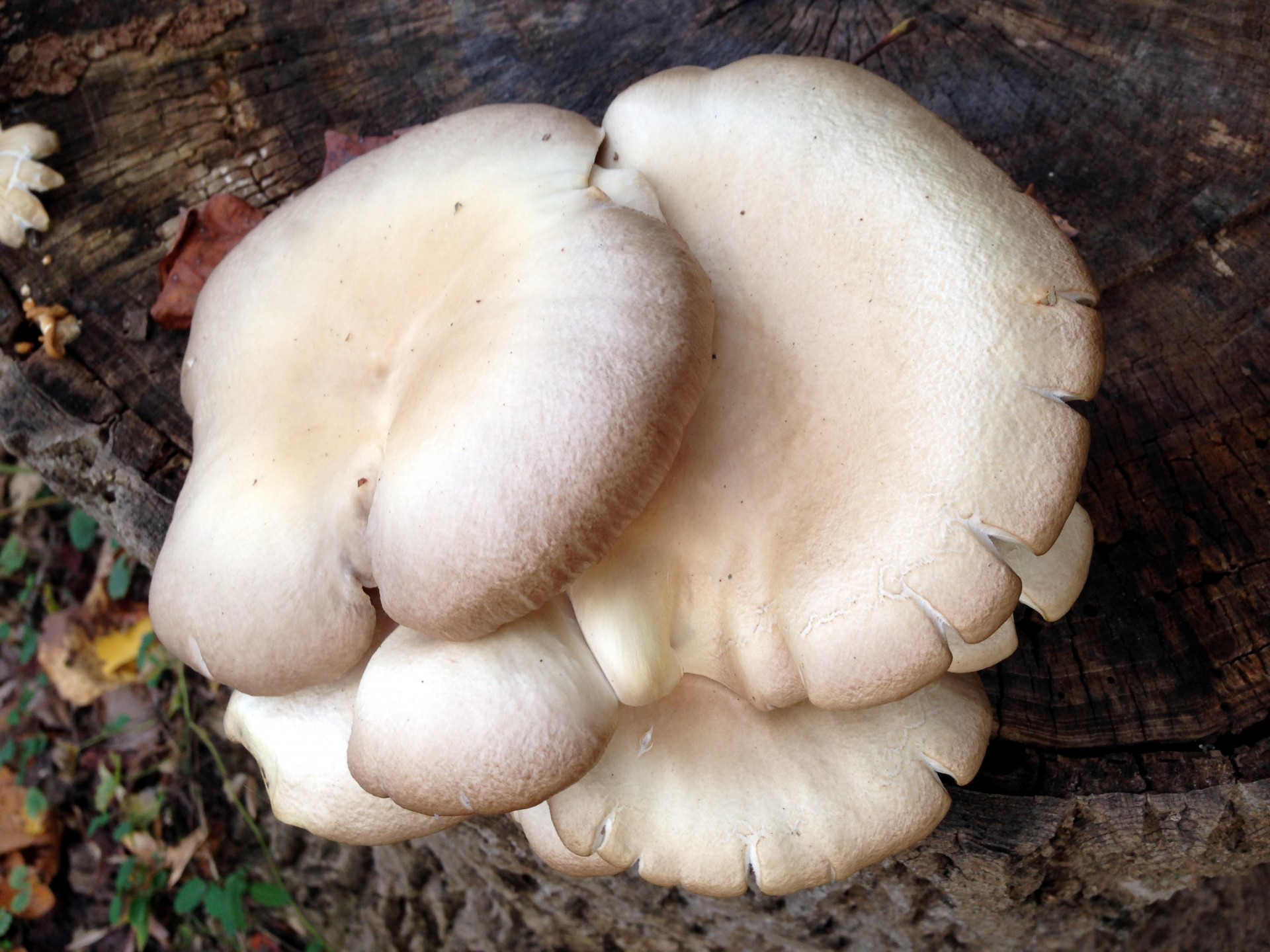tan cream mushroom free photo