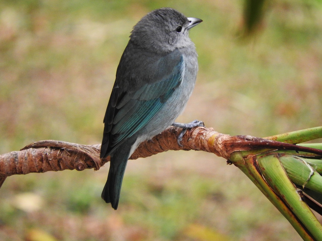 tanager bird birds free photo