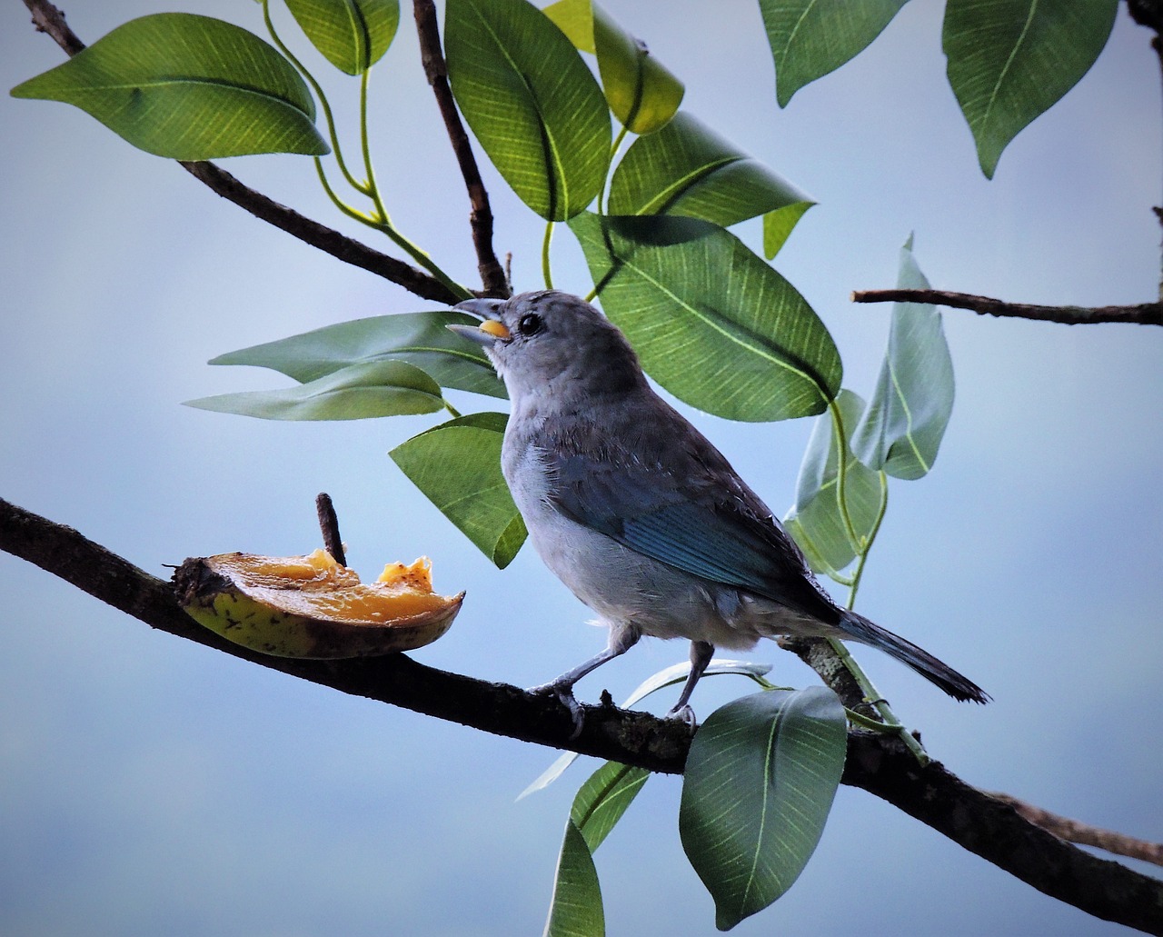 tanager gray bird free photo