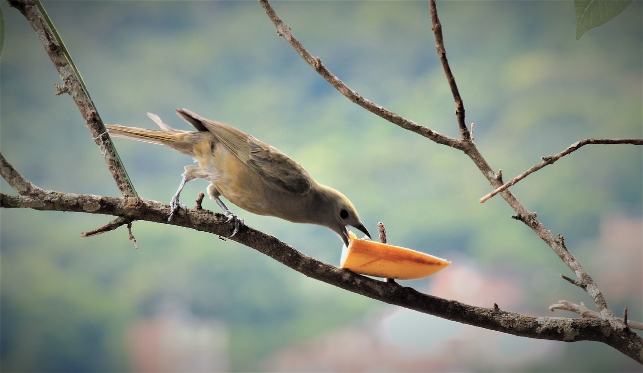 tanager eating branch free photo