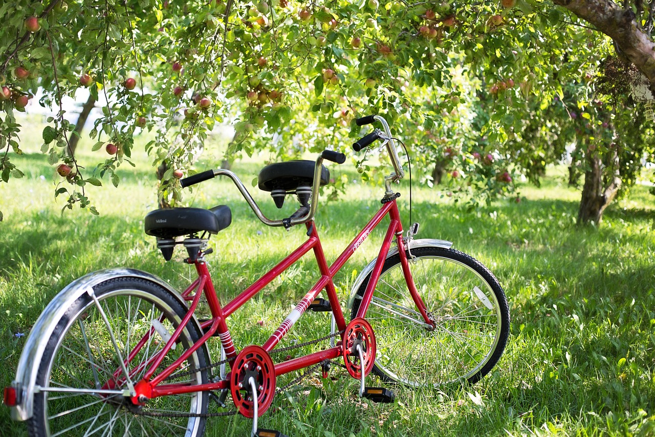 tandem bike bicycle apple orchard free photo