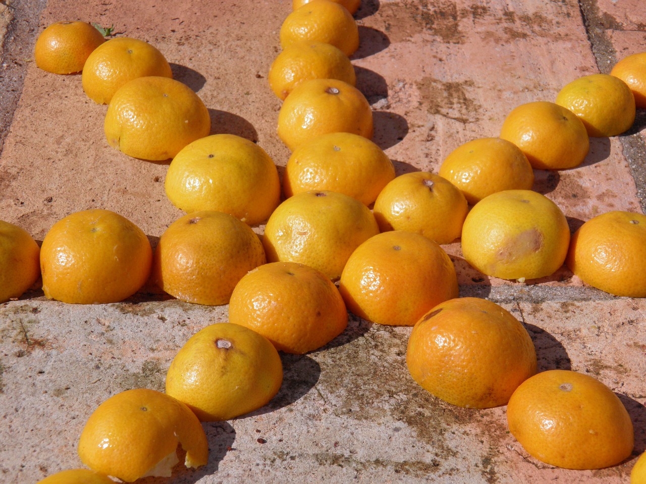 tangerine star fruit free photo