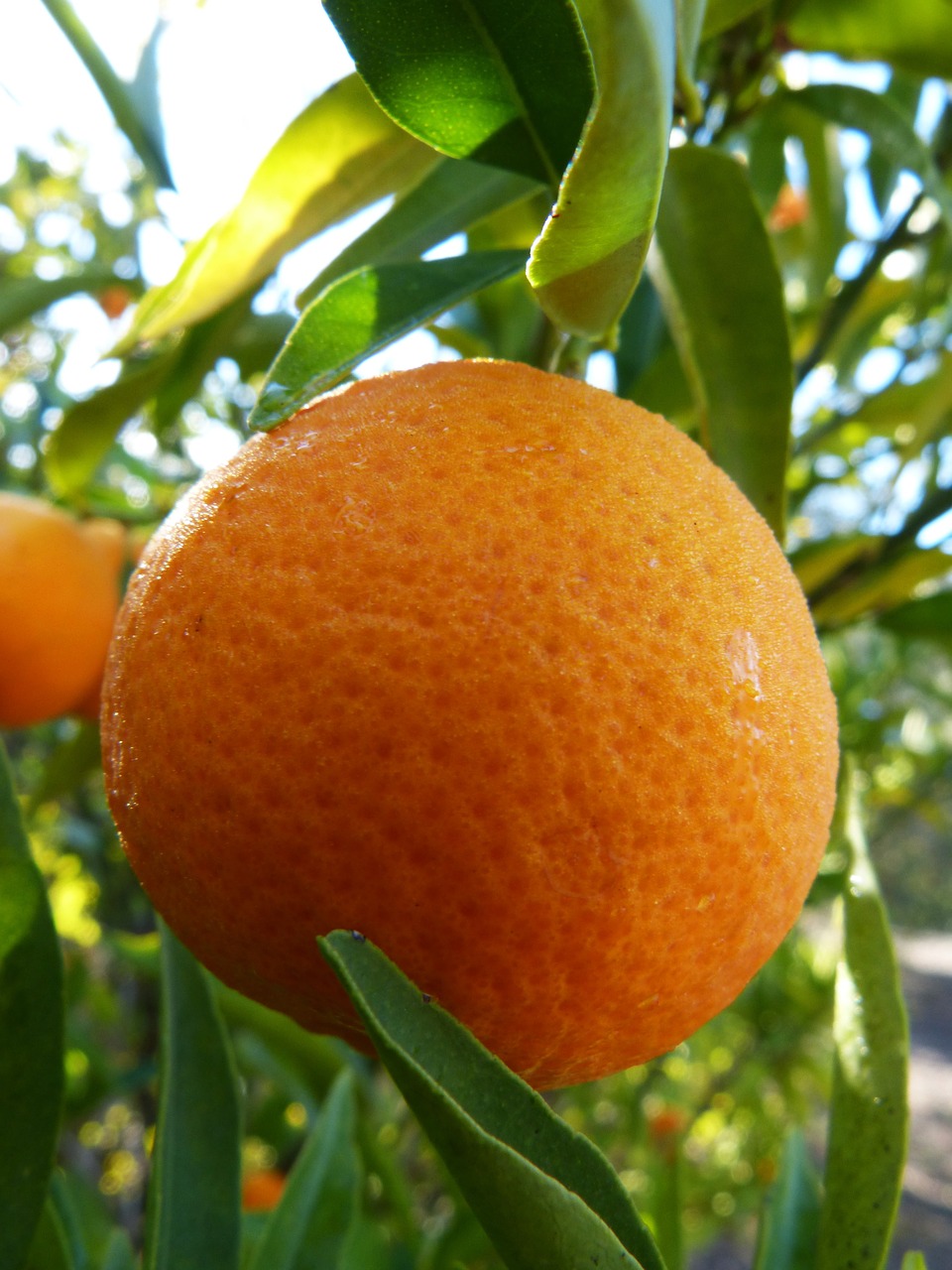 tangerine mandarin citric free photo