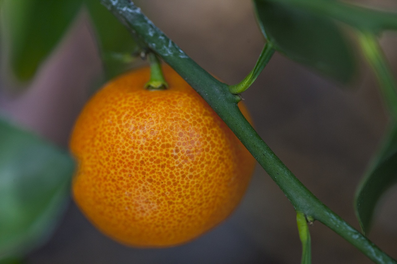 tangerine small little free photo