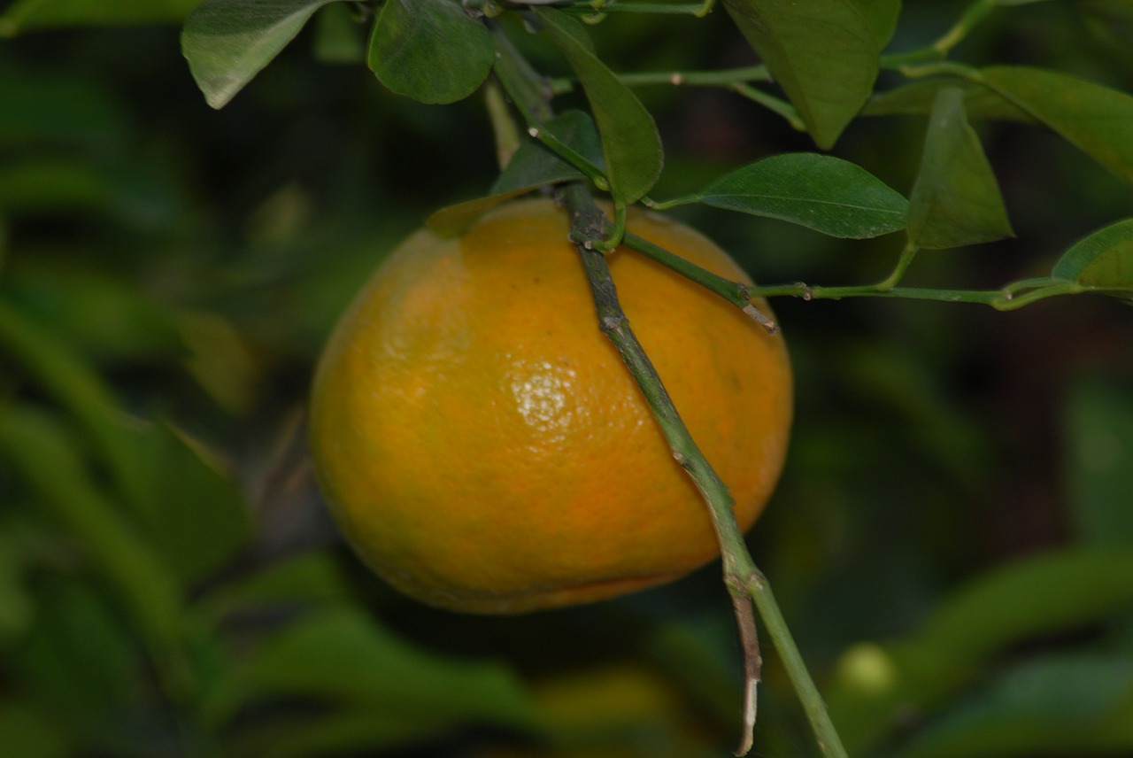 tangerine flora nature free photo