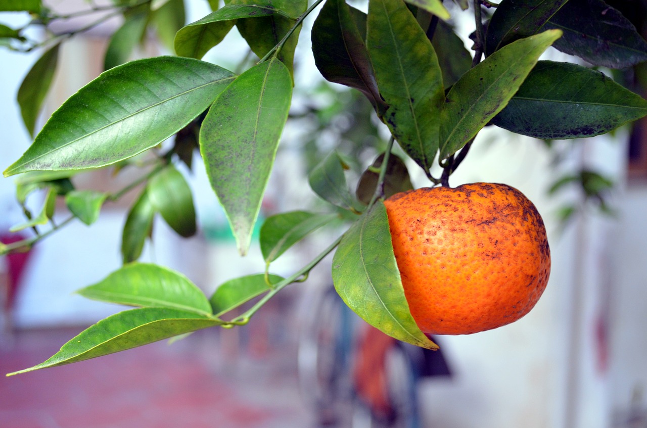 tangerine fruit garden free photo