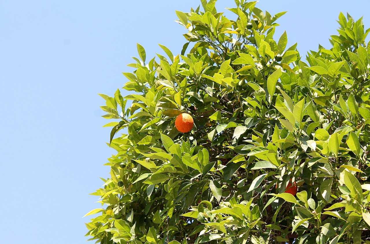 tangerine  mandarins  fruit trees free photo