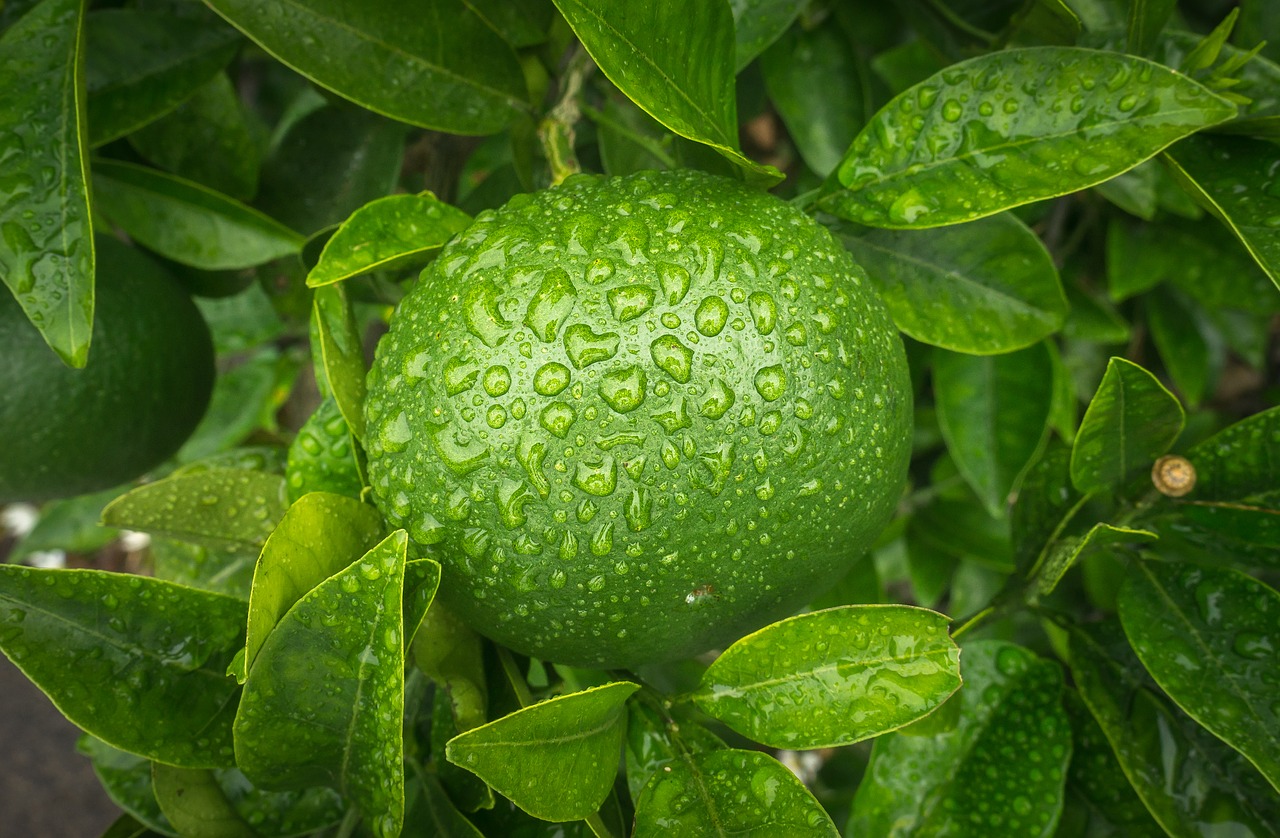 tangerine  orange  fruit free photo