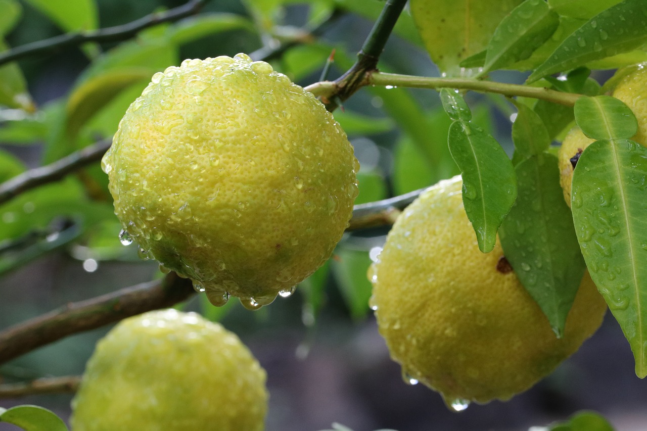 tangerine  fruit  wood free photo