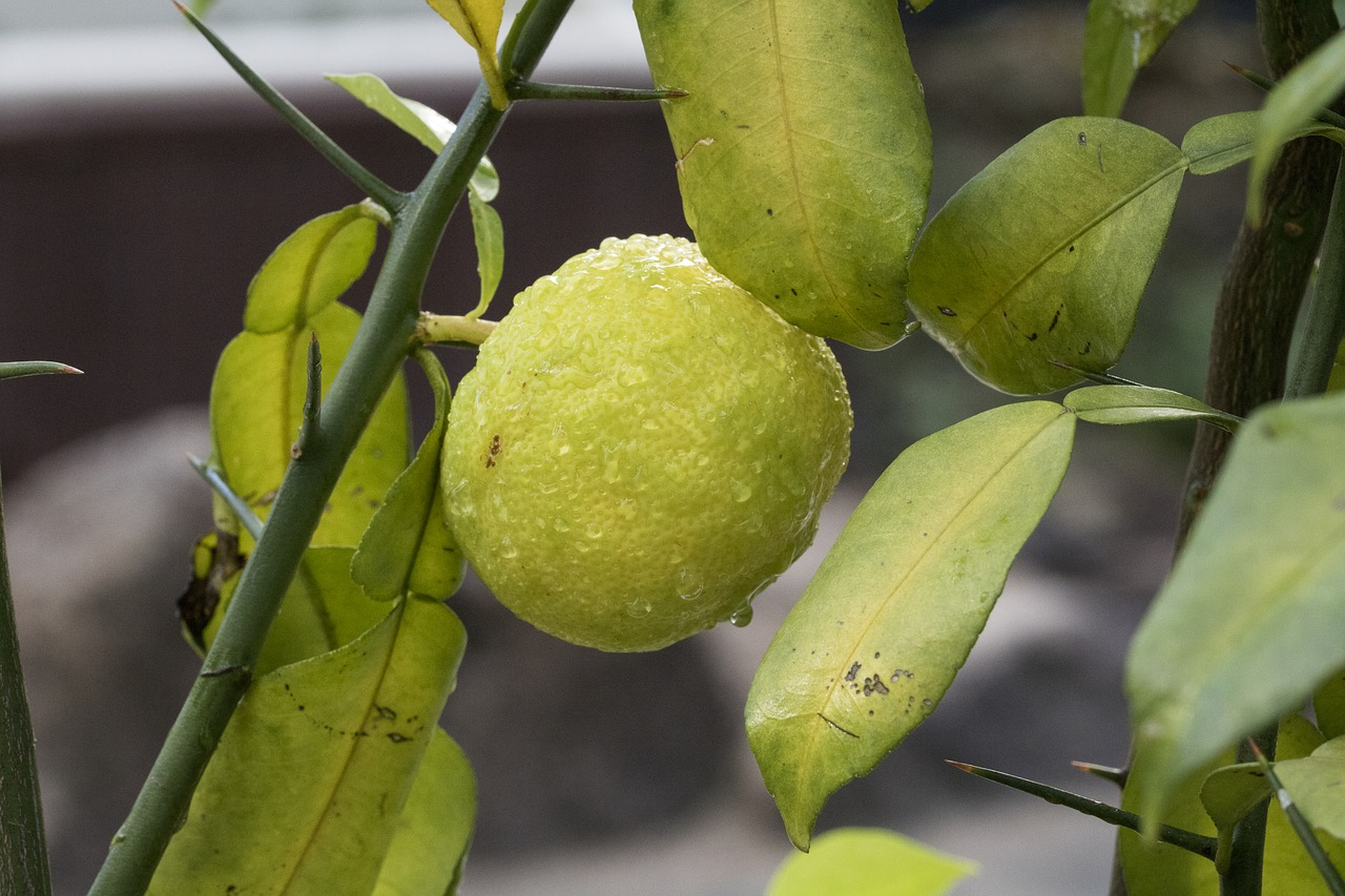 tangerine  tangerine tree  fruit free photo