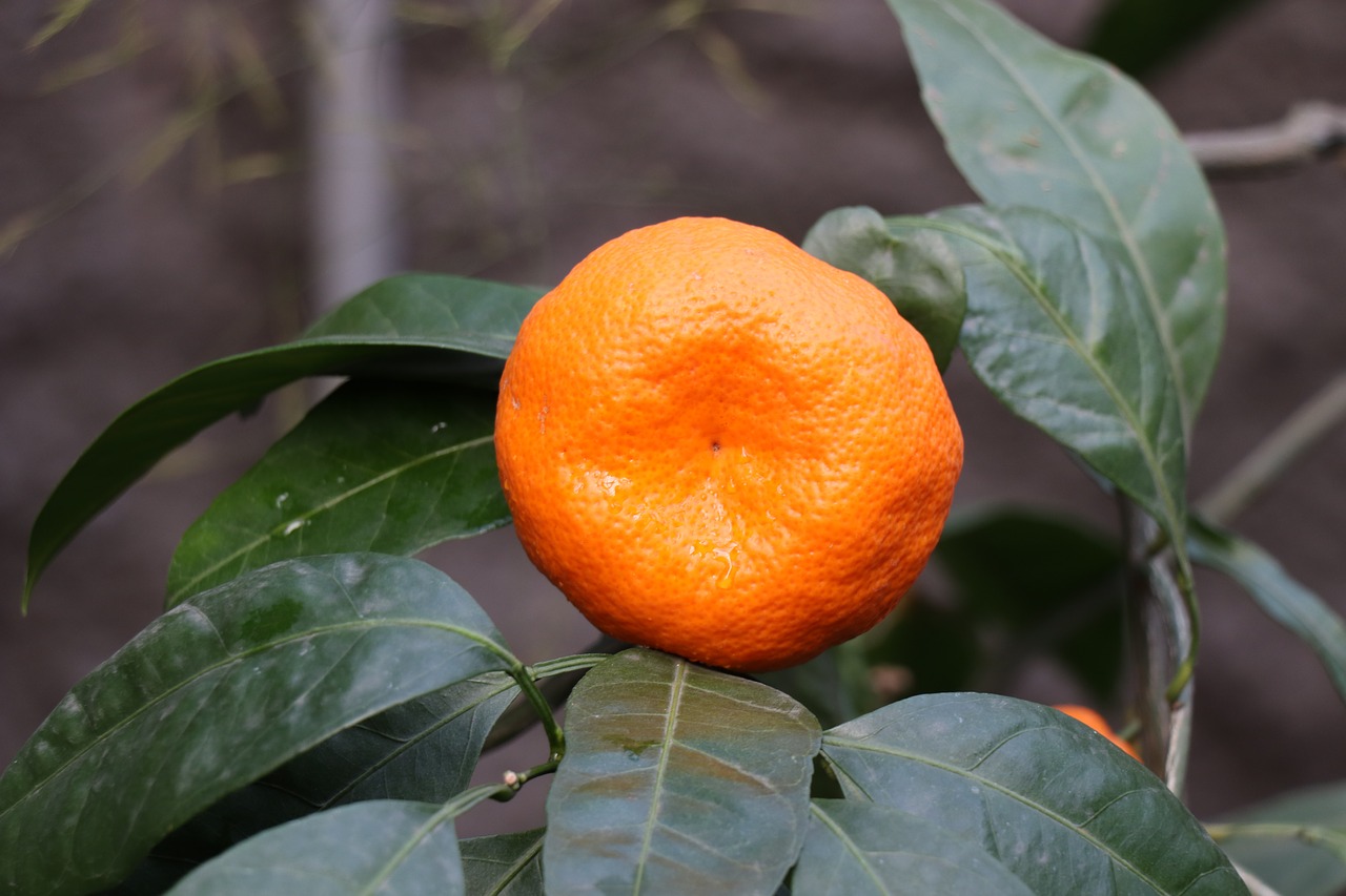 tangerine  citrus  branch free photo