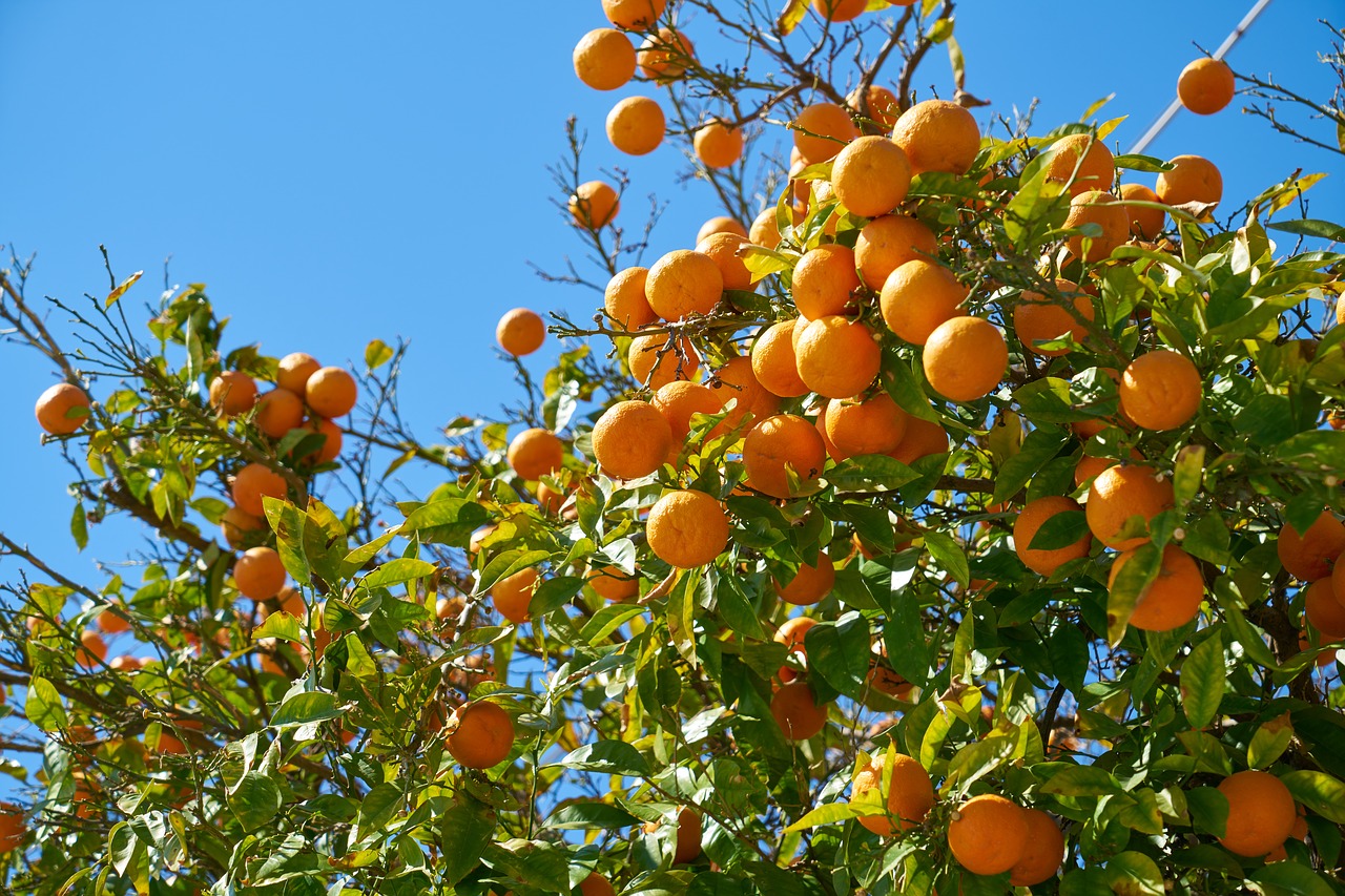 tangerine  fruit  delicious free photo