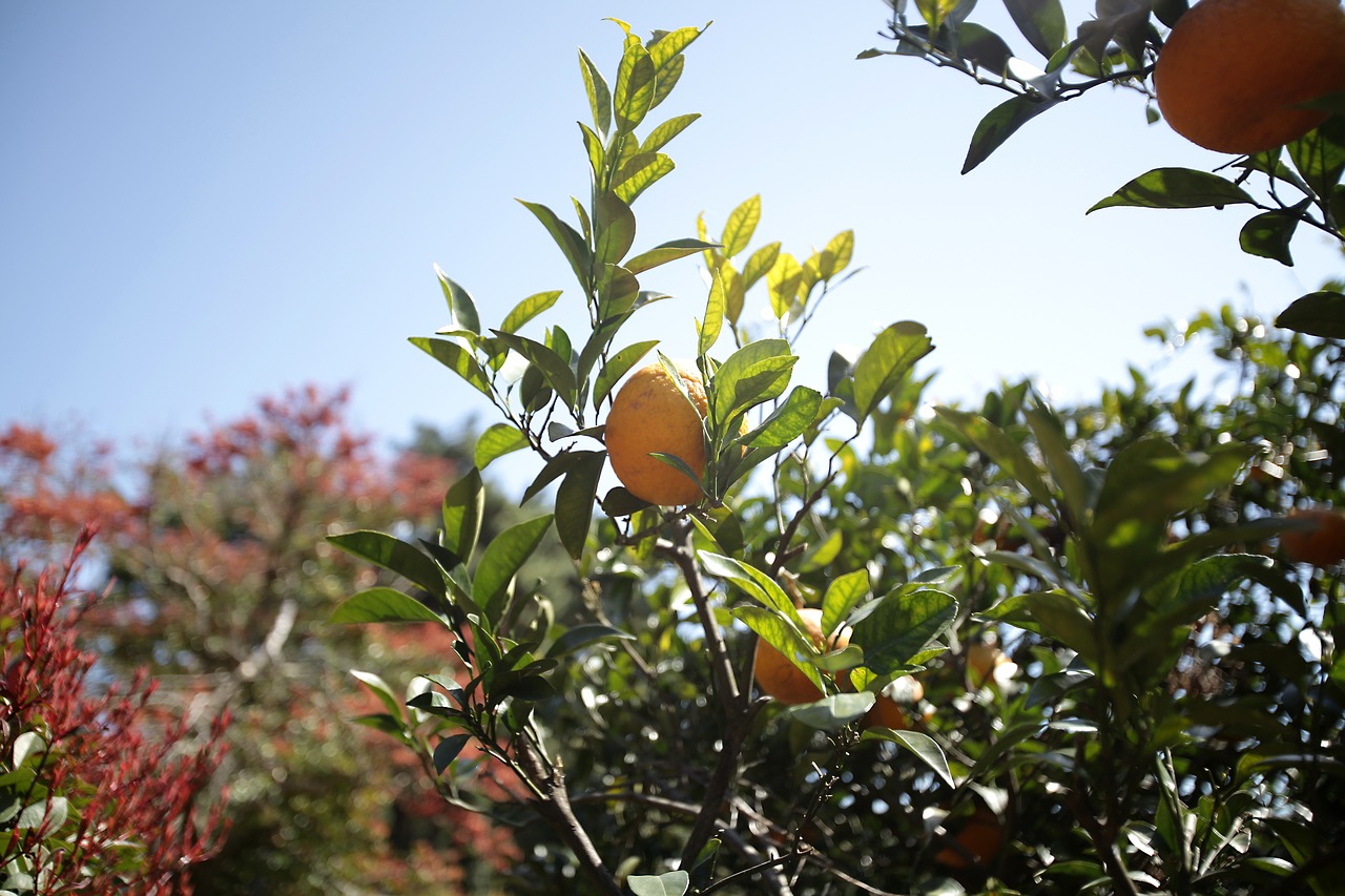 tangerine  citrus  delicious free photo