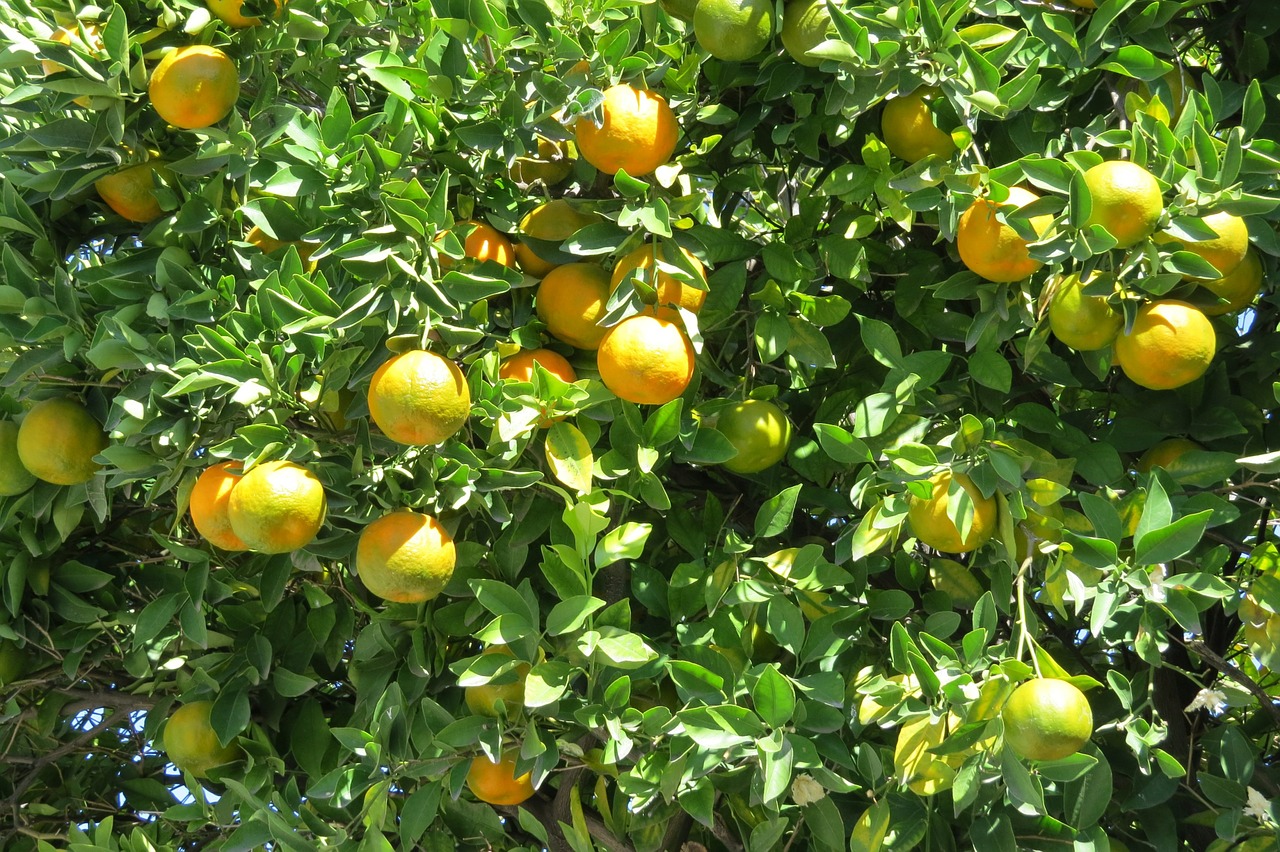 tangerine citric tree free photo