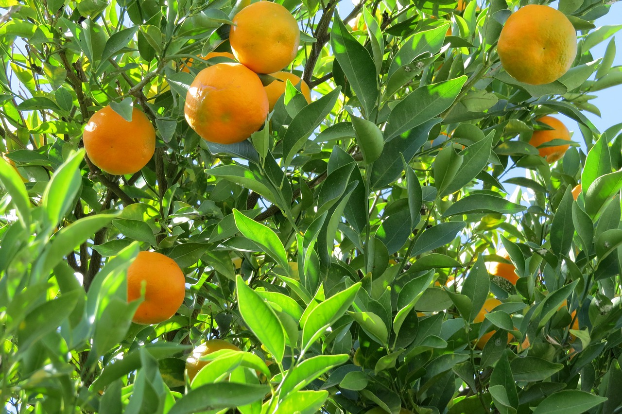 tangerine citric tree free photo