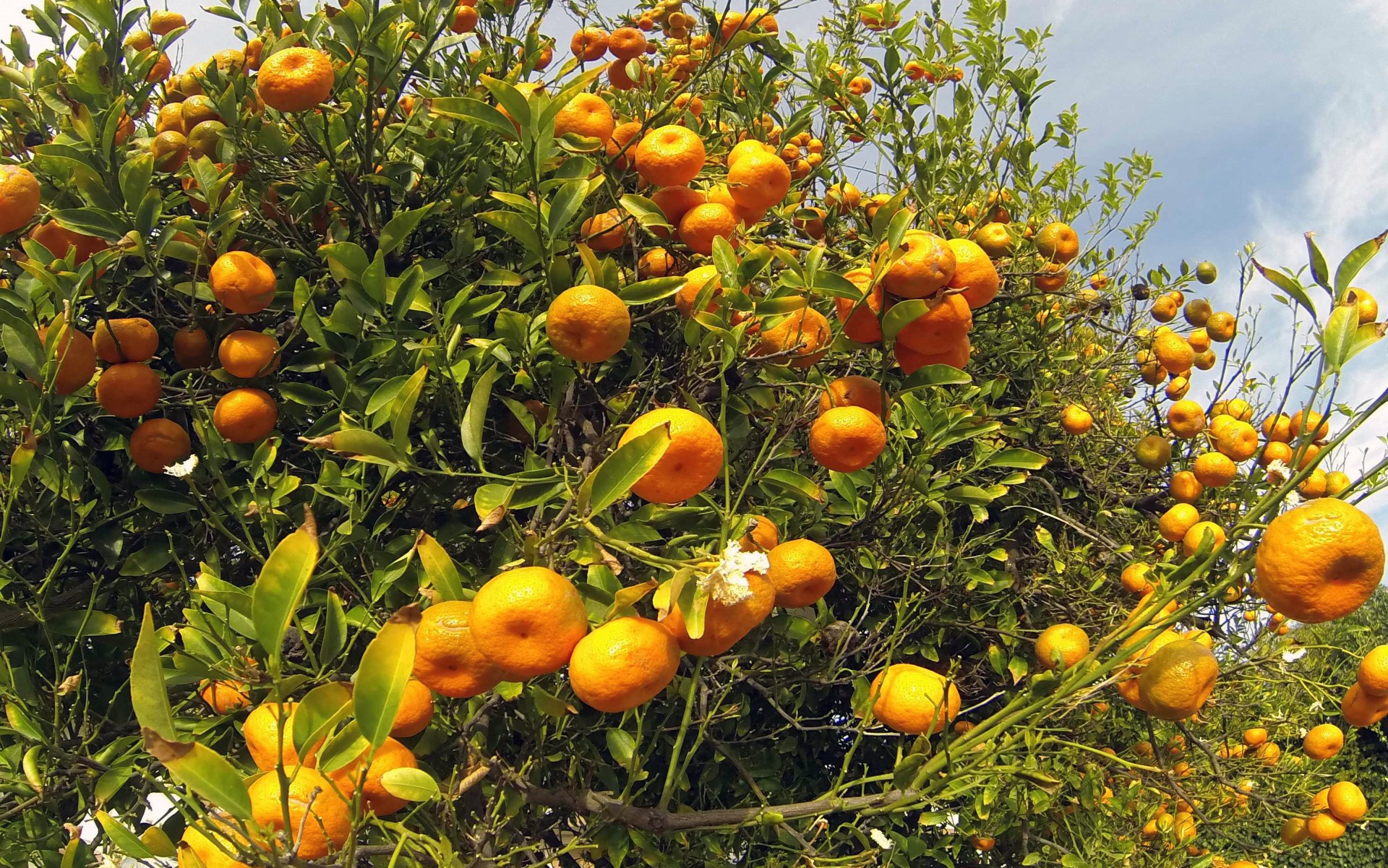 tangerine tangerines tree free photo