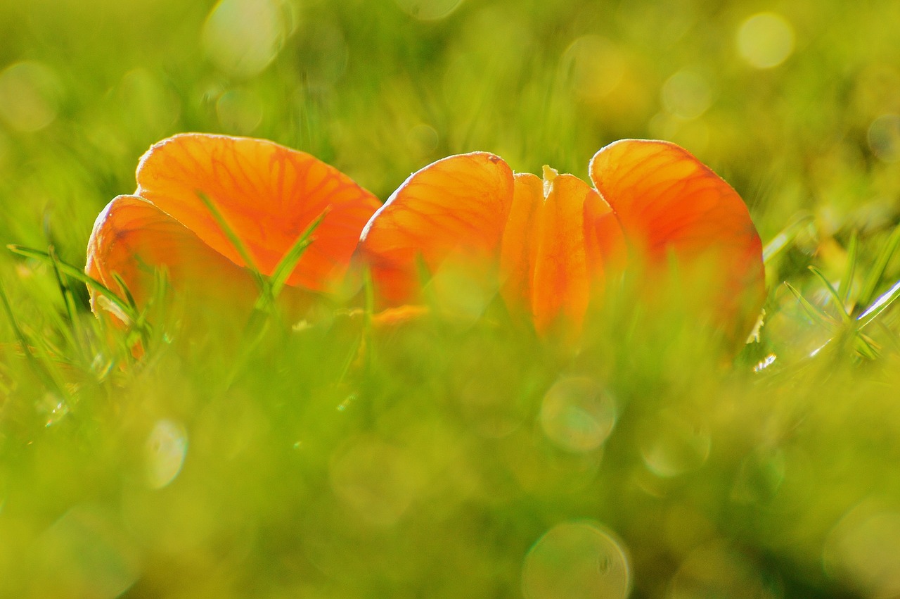 tangerines fruit citrus fruit free photo