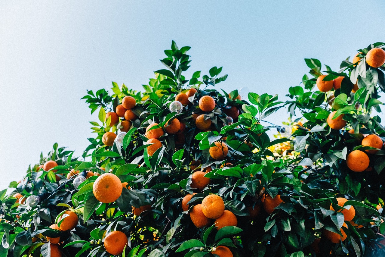 tangerines tree satsuma free photo