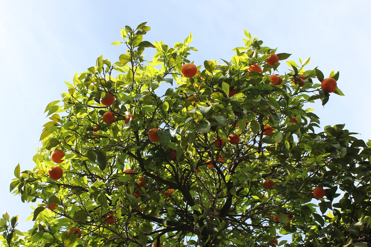 tangerines tree fruits free photo