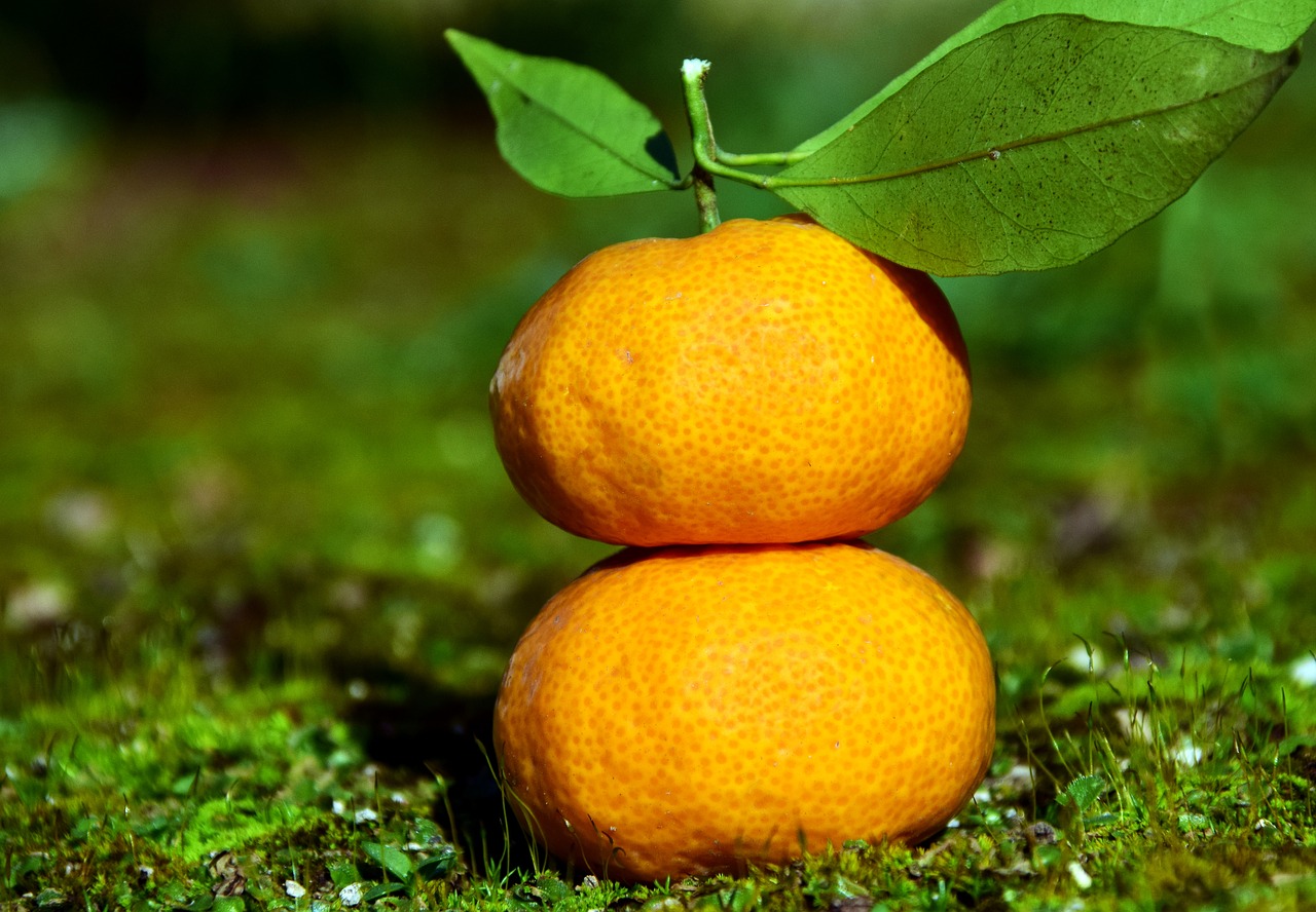 tangerines citrus fruits fruit free photo