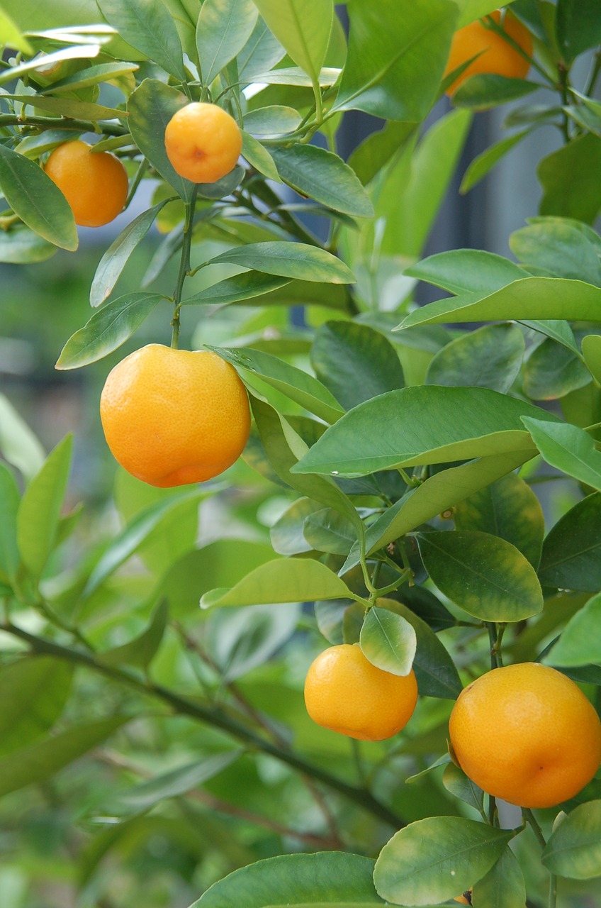 tangerines oranges citrus fruits free photo