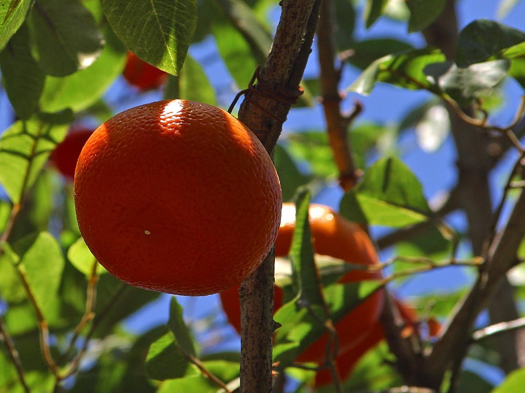 tangerines mandarin tree mandarin free photo