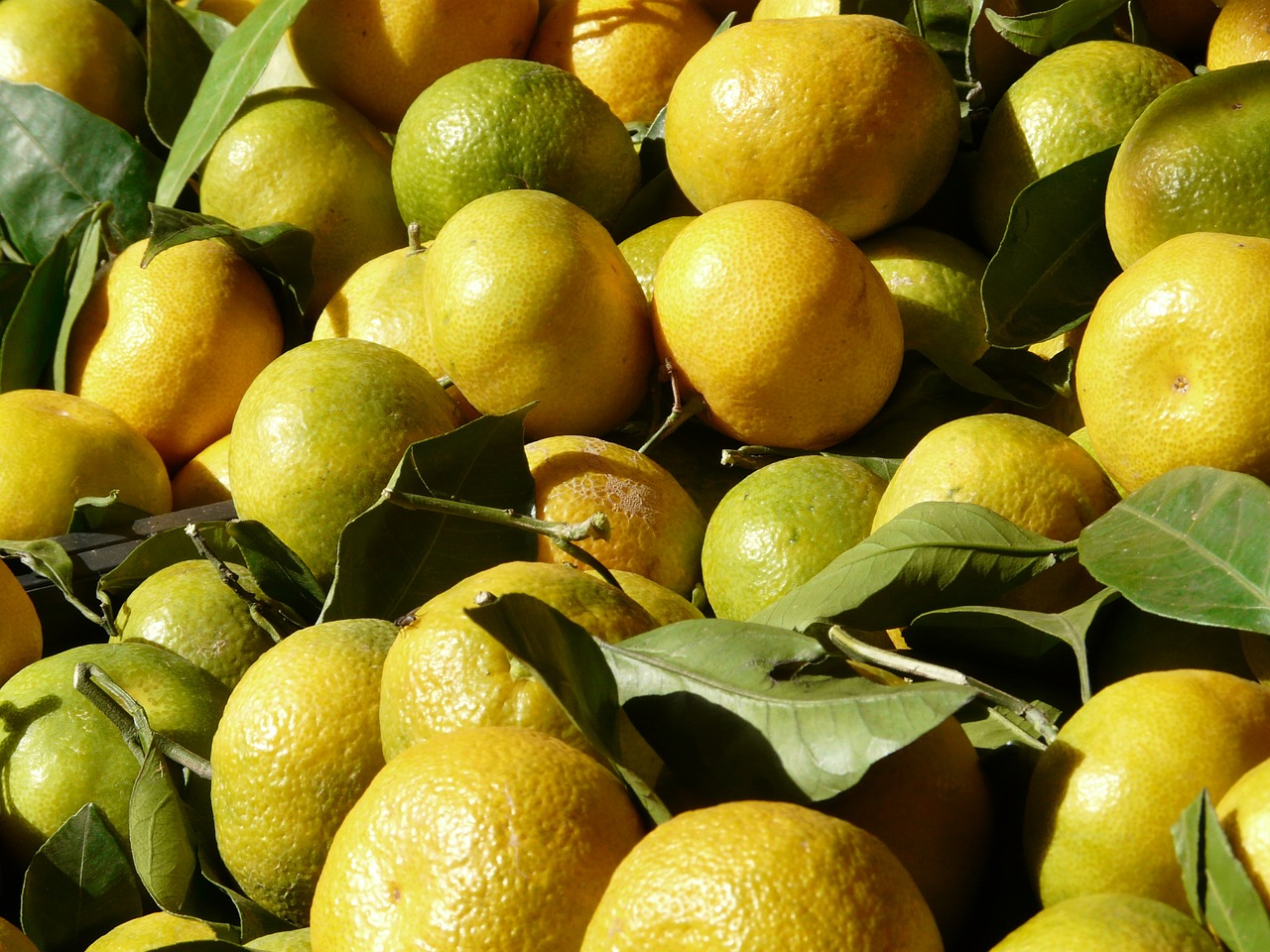 tangerines clementine tropical fruit free photo