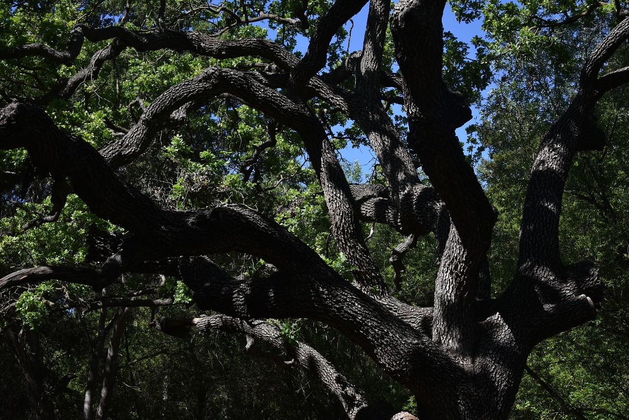 tangled tree bark free photo