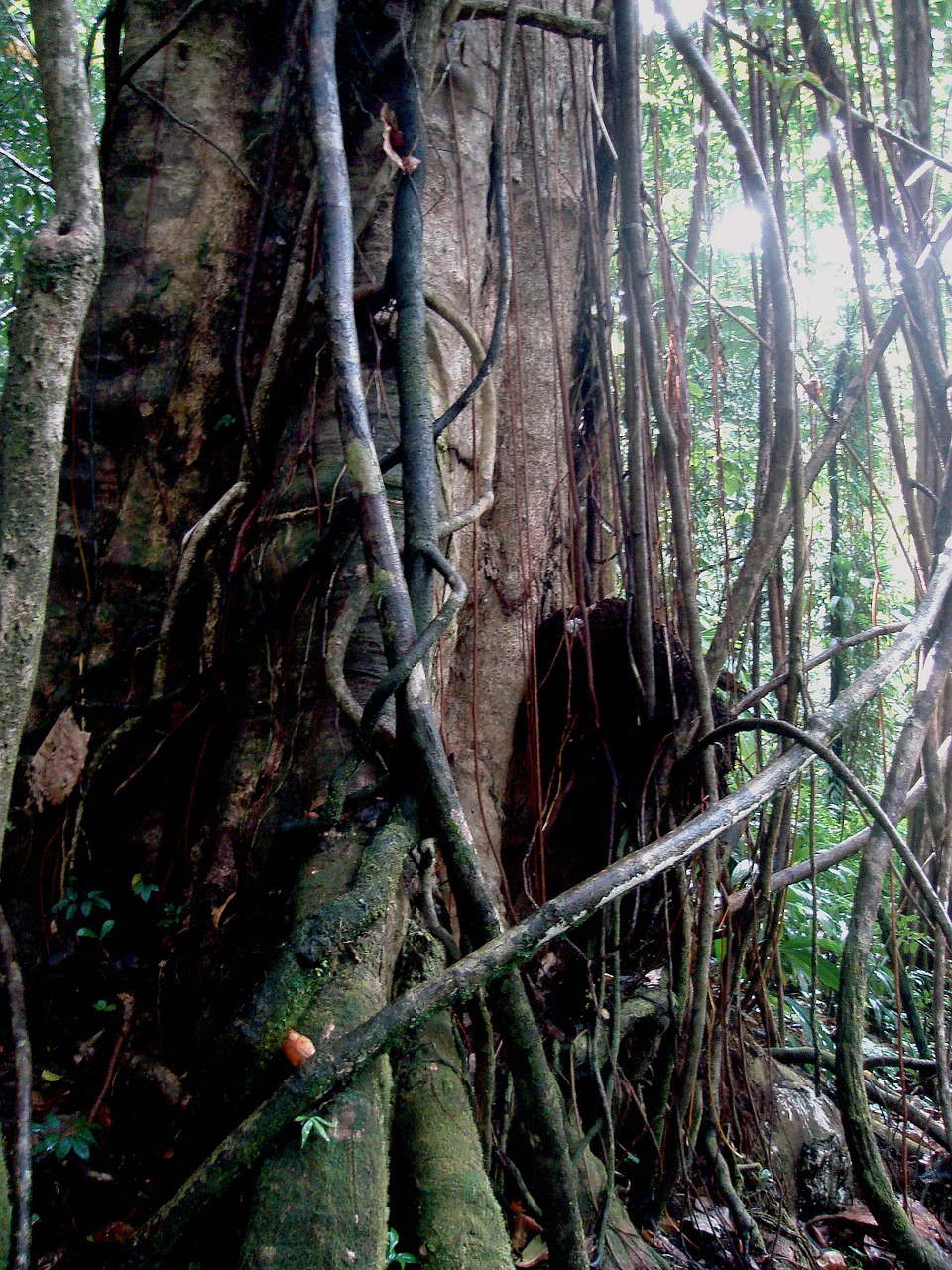 tangled tree jungle free photo
