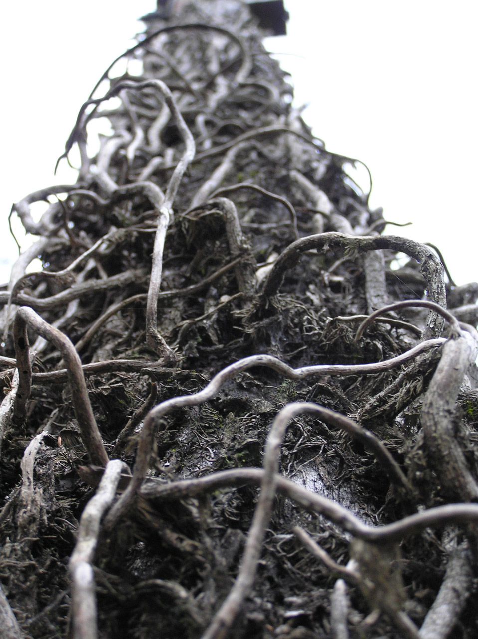 vine dead tangled free photo