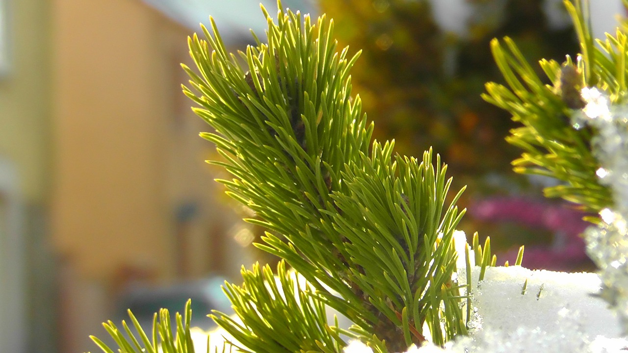 tannenzeig conifer needles free photo