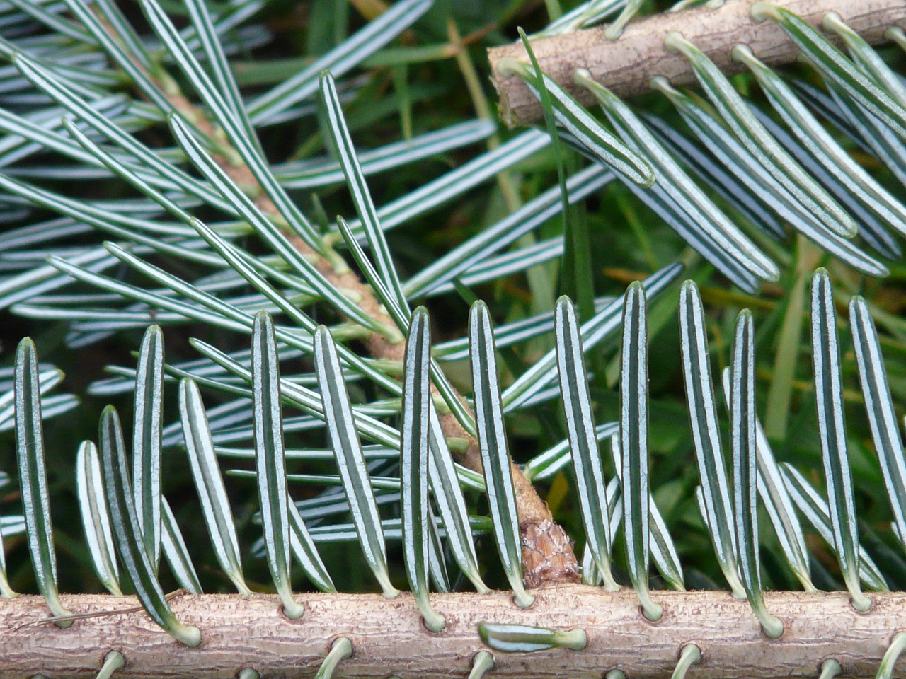 tannenzweig,pine needles,fir,silver fir,white fir,abies,alba,branch,wood,free pictures, free photos, free images, royalty free, free illustrations, public domain