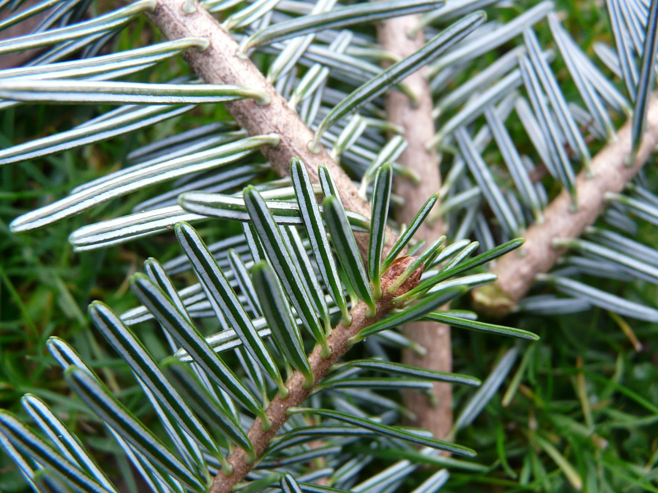 tannenzweig pine needles fir free photo