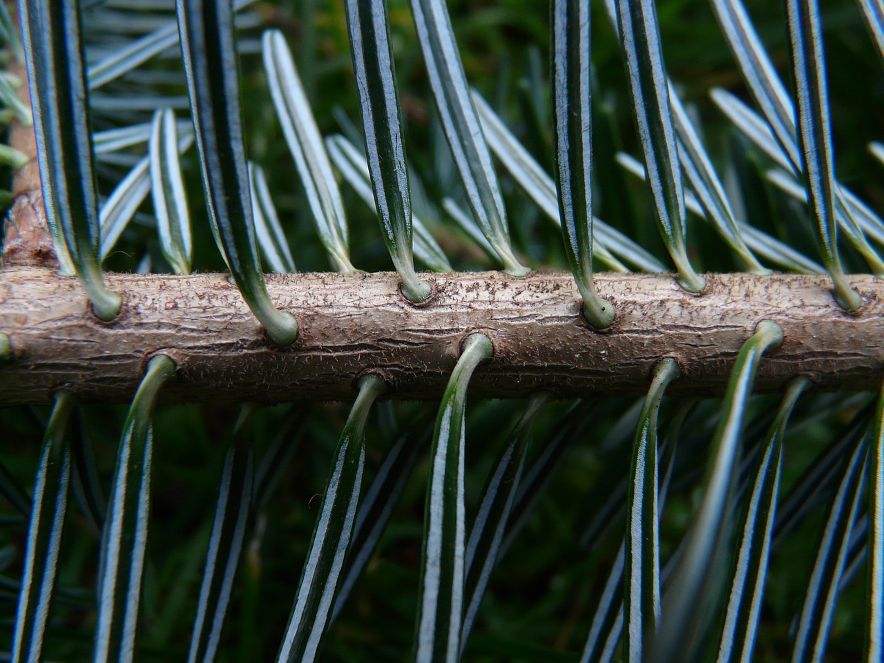 tannenzweig pine needles fir free photo