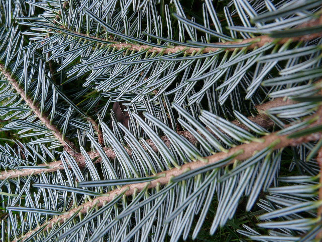 tannenzweig,pine needles,fir,silver fir,white fir,abies,alba,branch,wood,free pictures, free photos, free images, royalty free, free illustrations, public domain